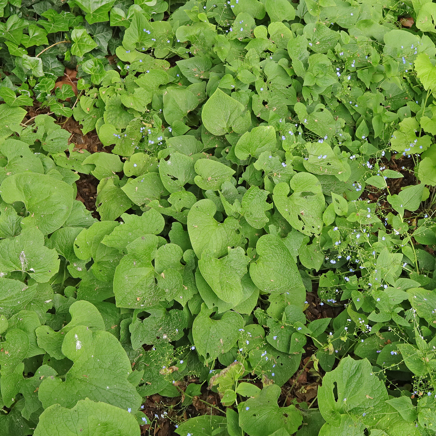 Brunnera macrophylla habitus