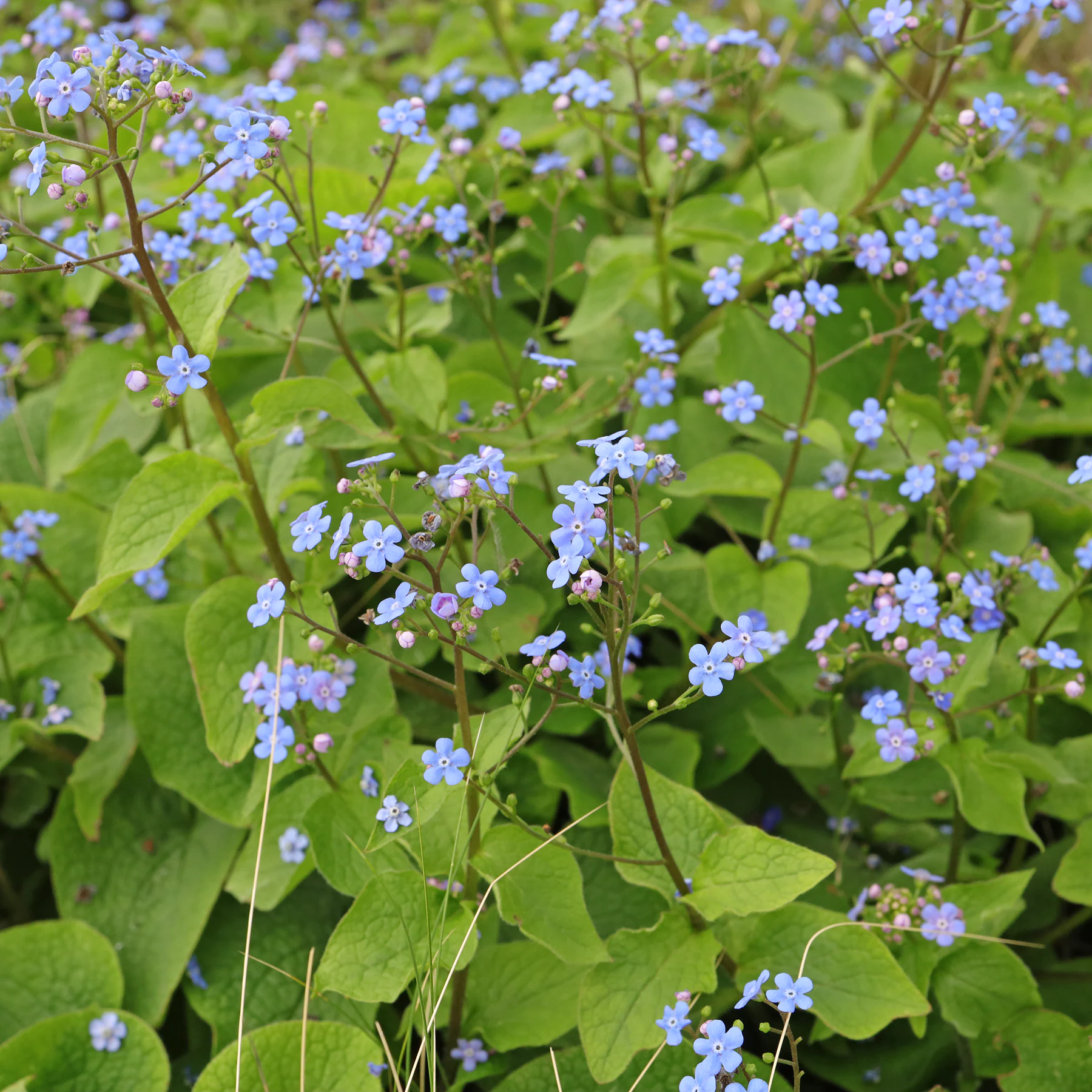 Brunnère à grandes feuilles