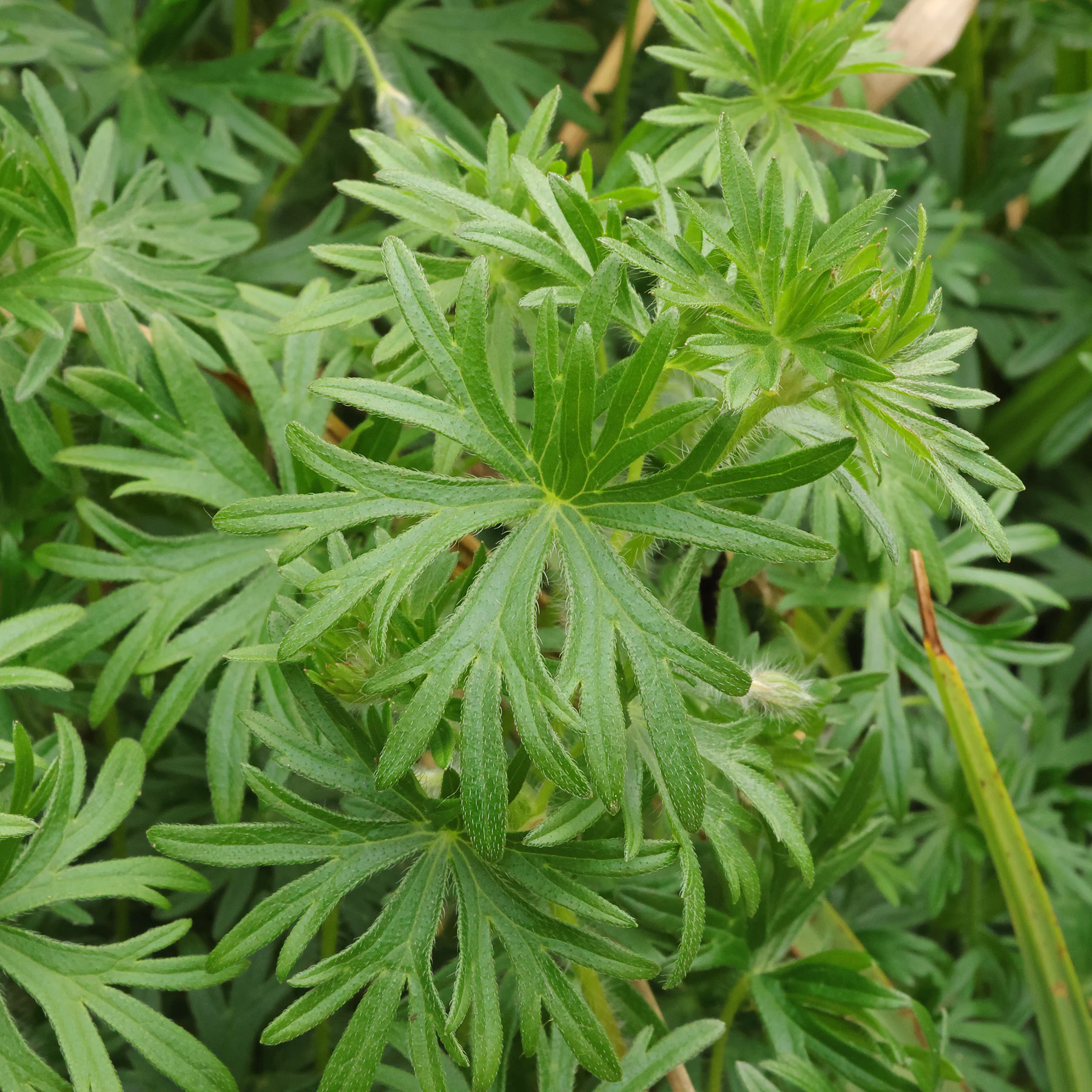 Geranium sanguineum feuilles