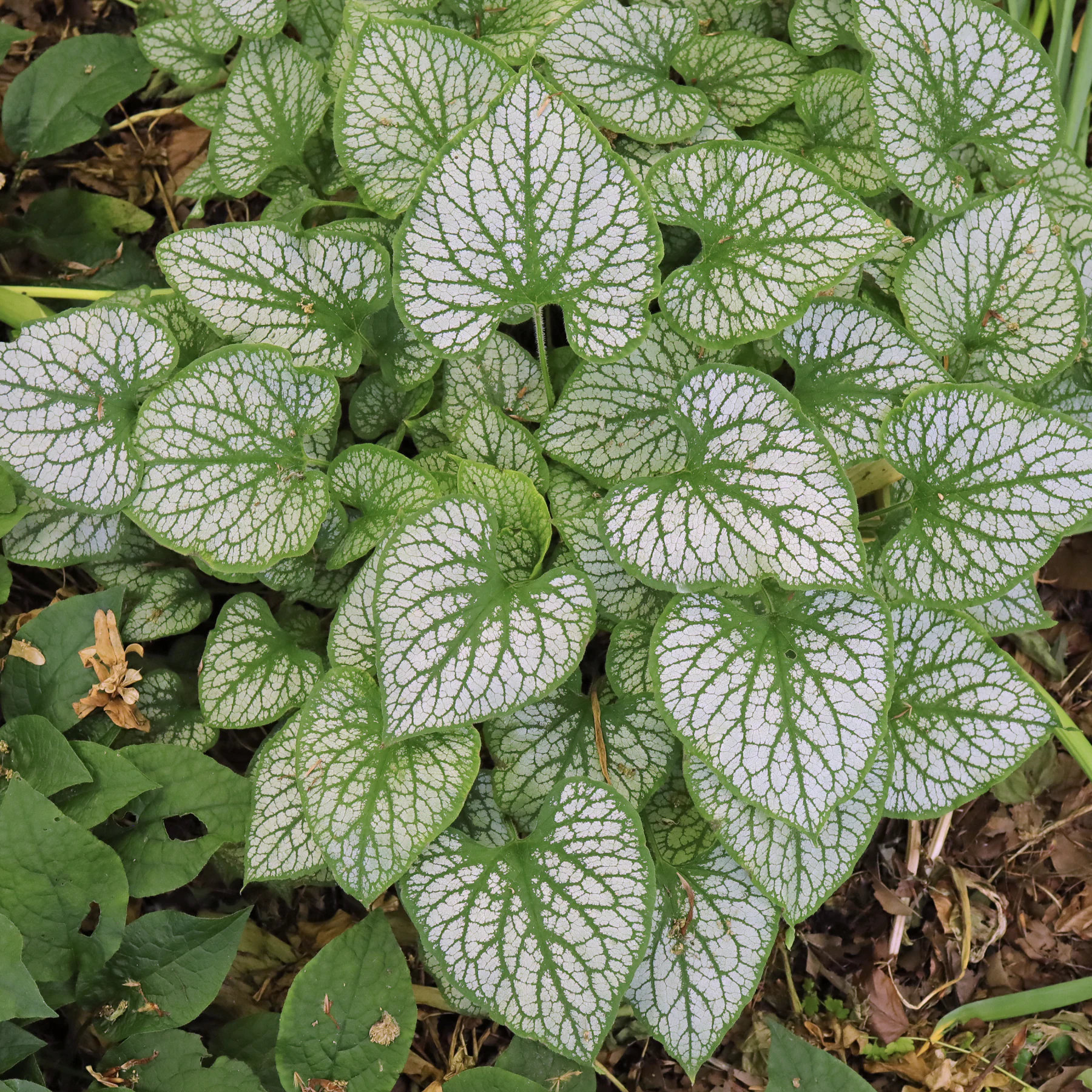 feuilles Brunnera macrophylla Jack Frost
