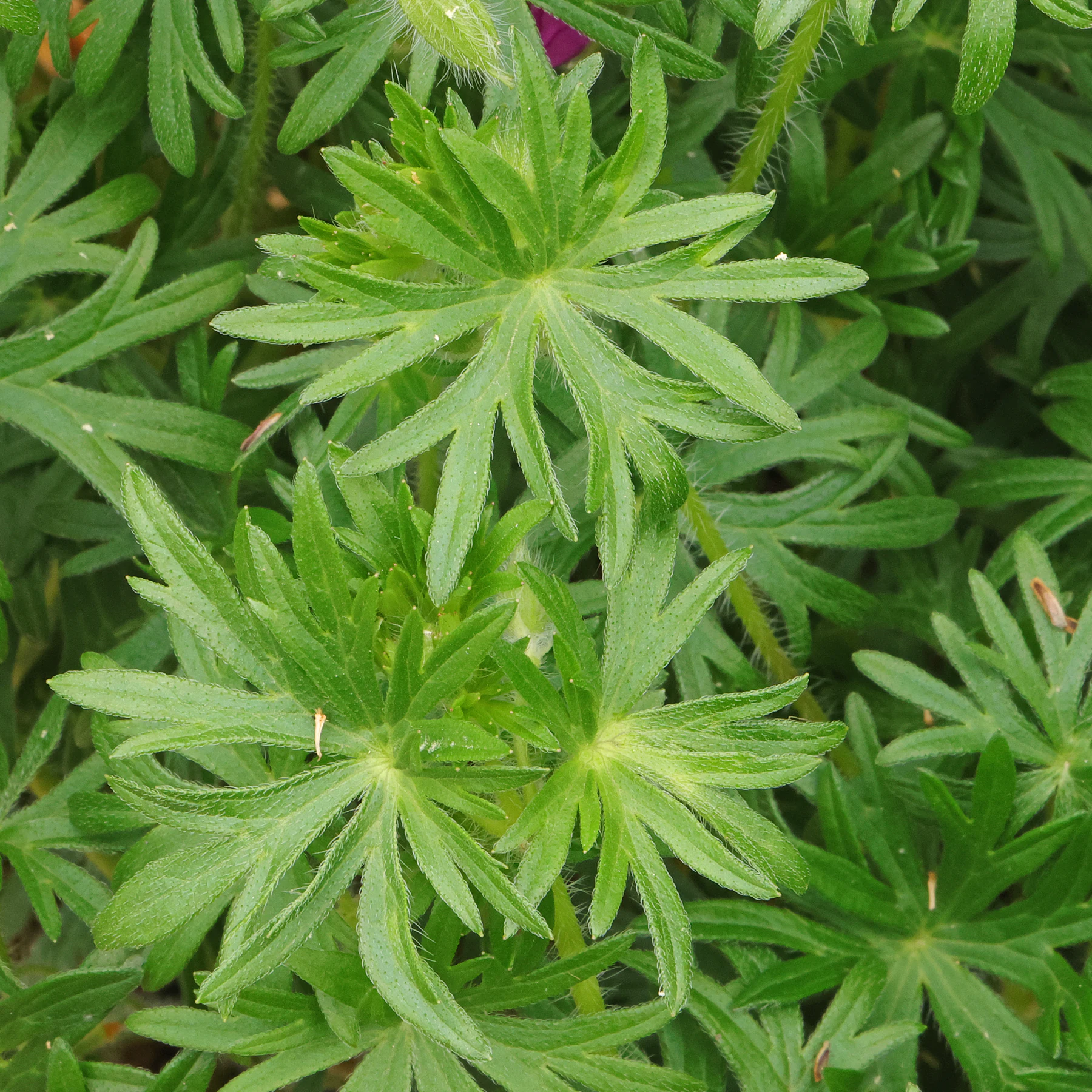 feuilles Geranium sanguineum