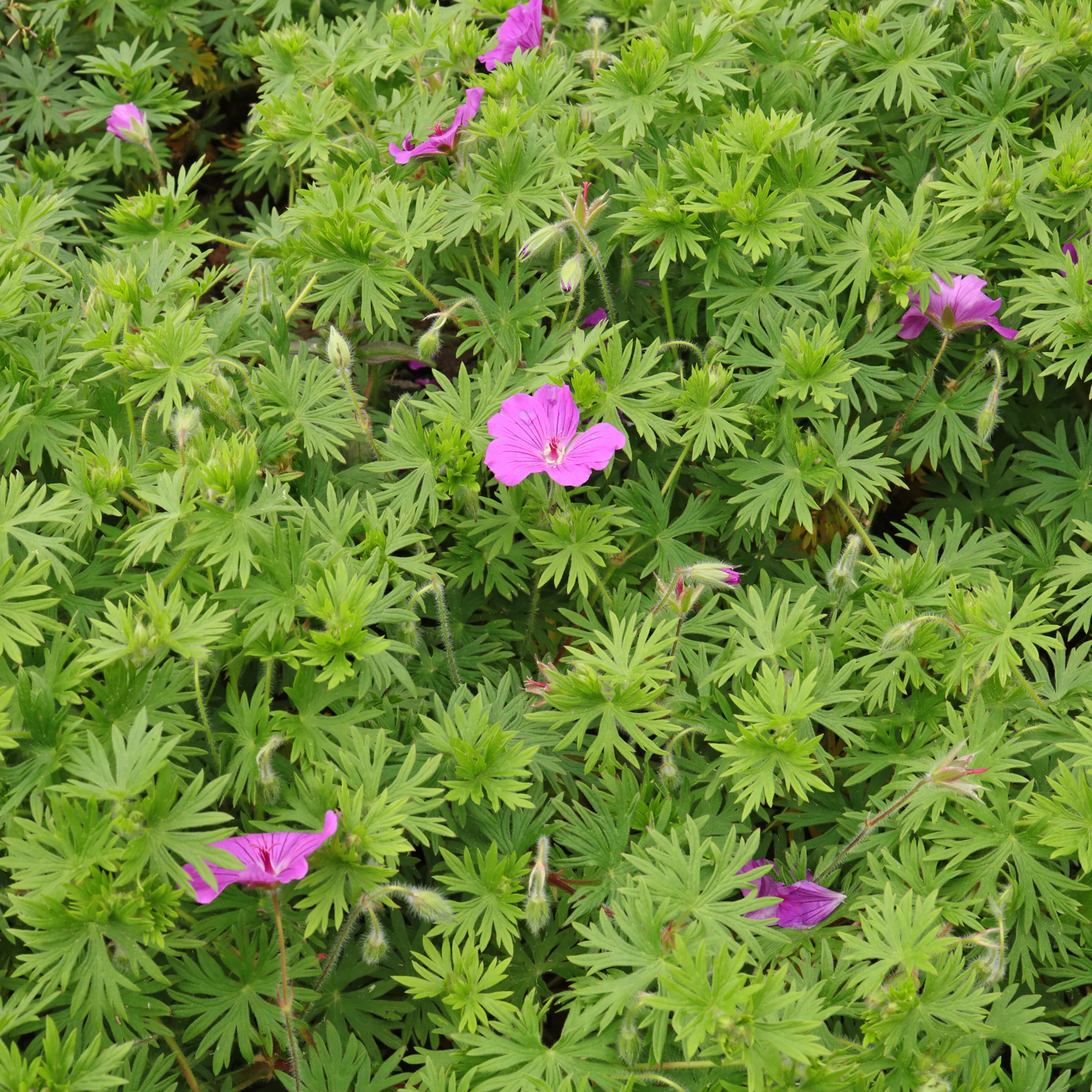géranium rouge sang
