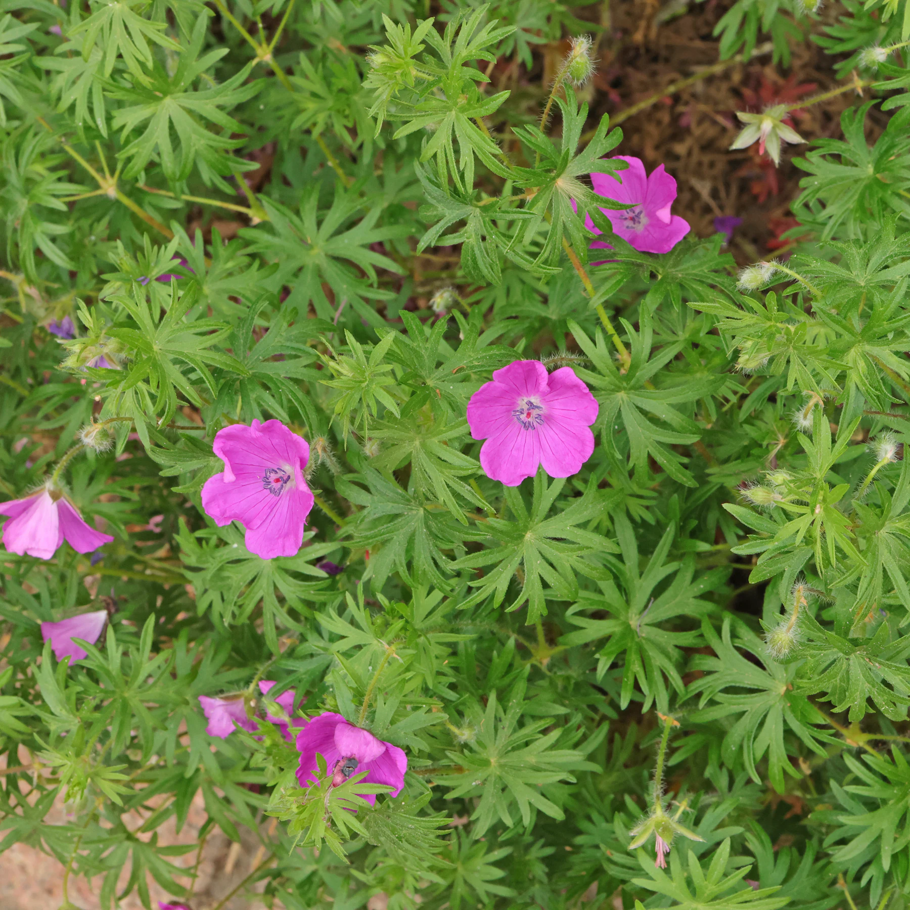 géranium sanguin