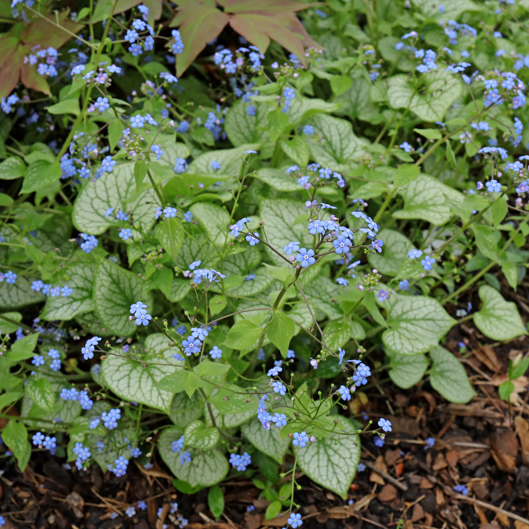 habitus Brunnera macrophylla Jack Frost