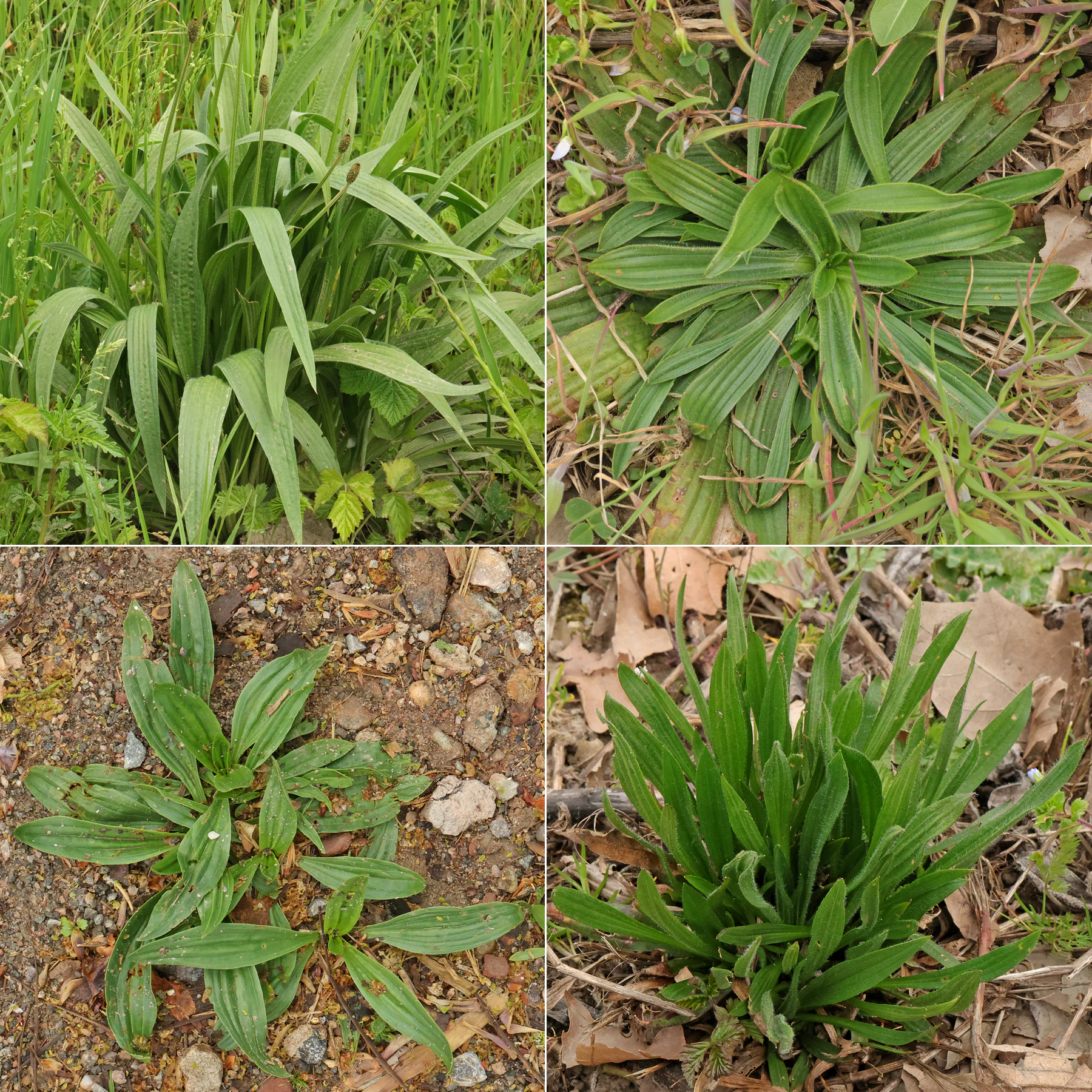 Plantago lanceolata feuilles