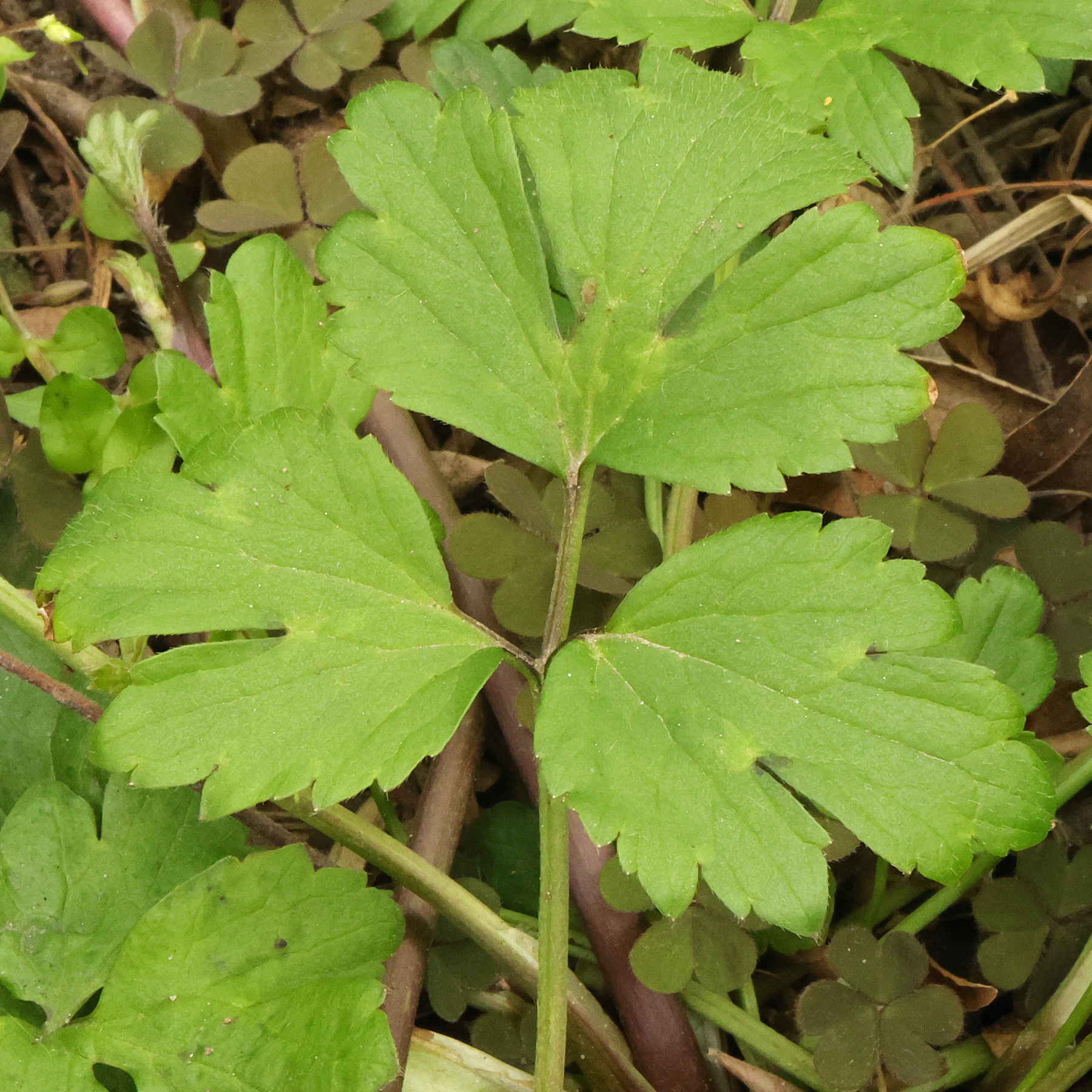 Ranunculus repens feuille