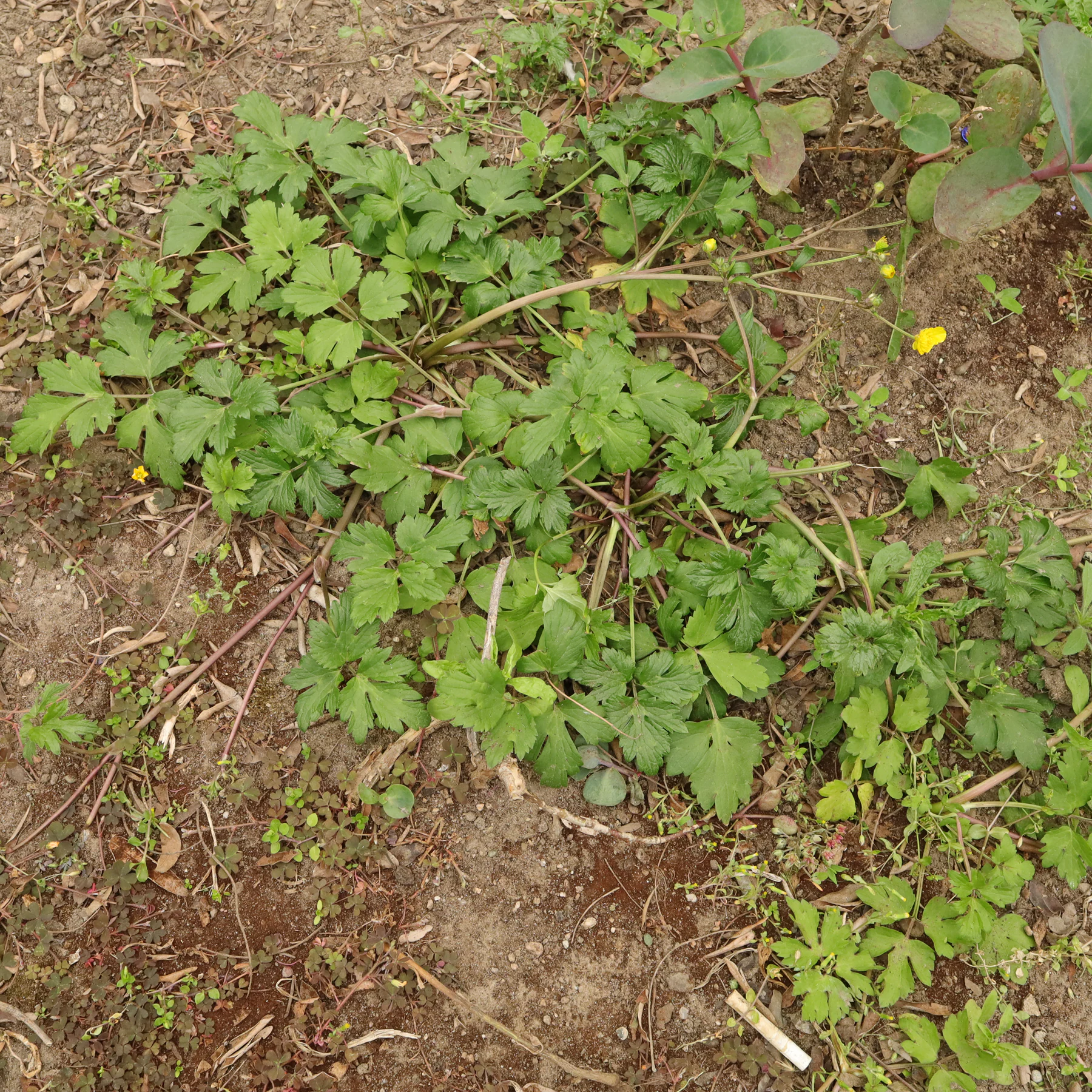 Ranunculus repens habitus