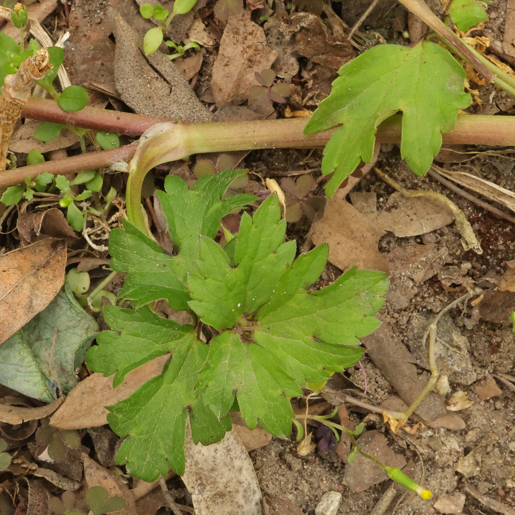 Ranunculus repens nœud