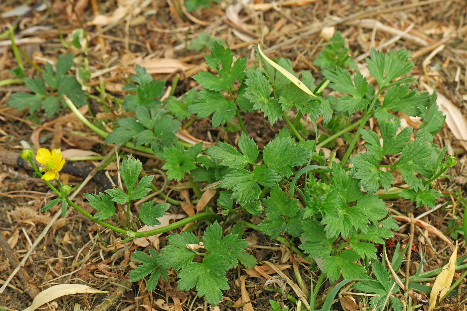 Ranunculus repens prairie