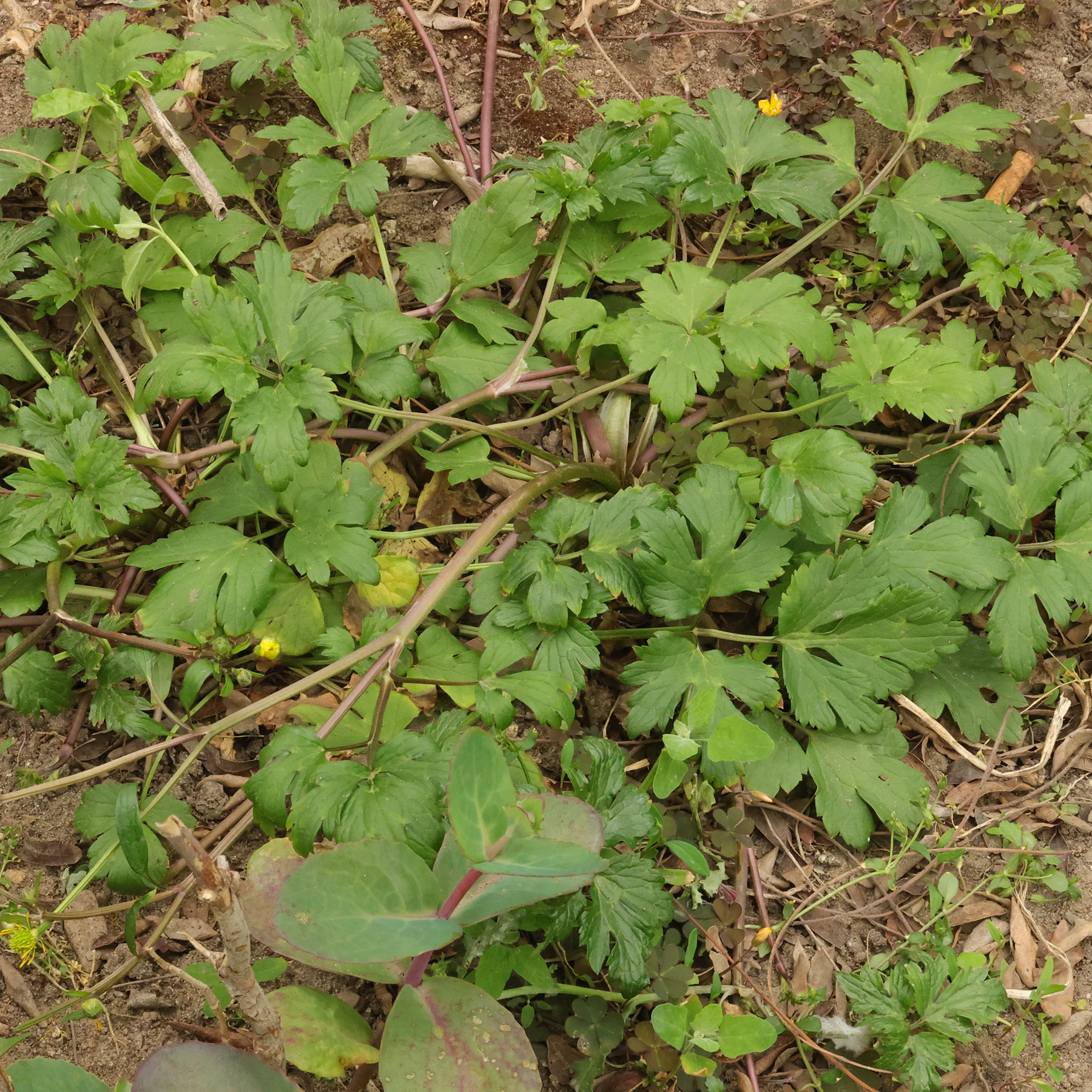 feuilles Ranunculus repens