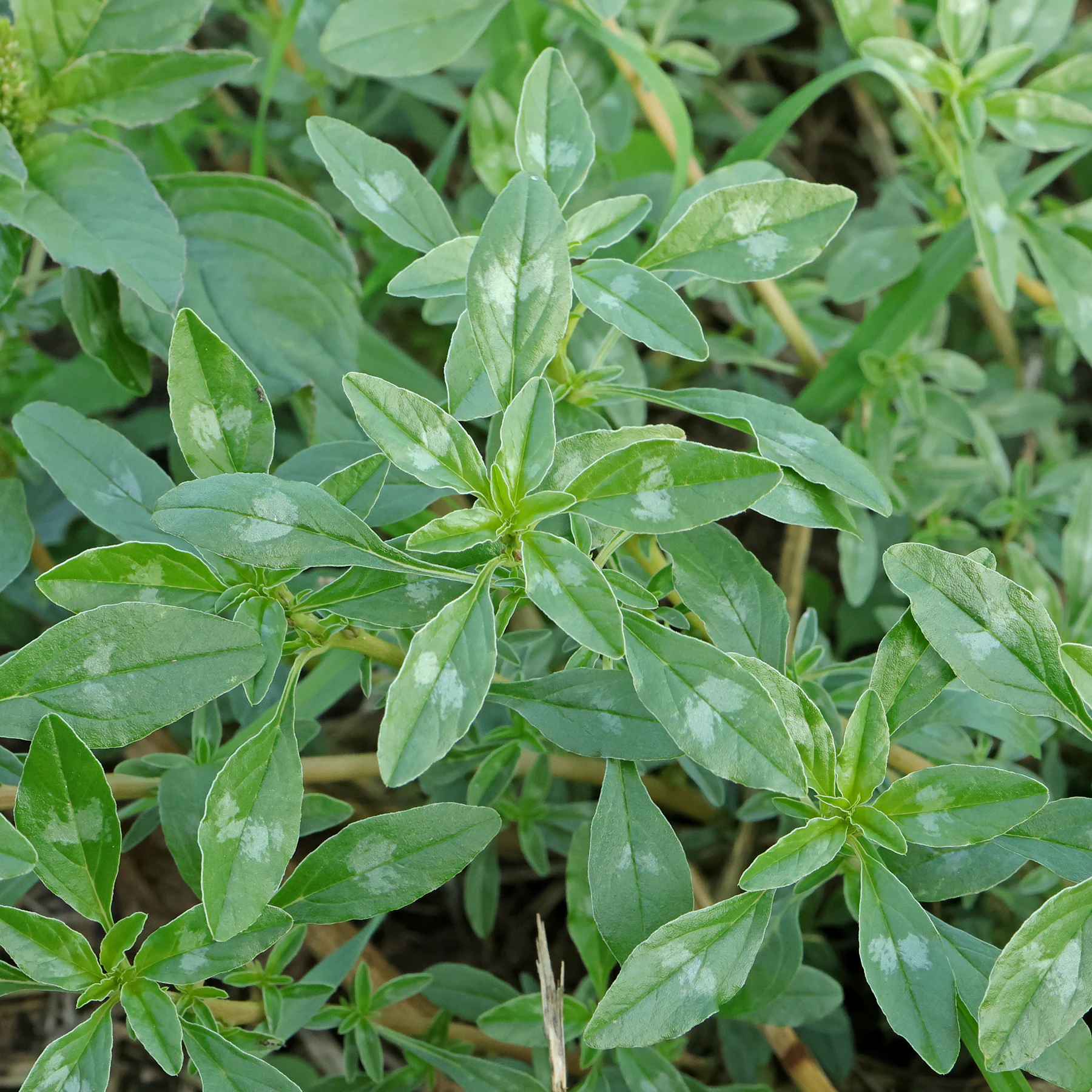 Amaranthus blitoides feuilles marbrées