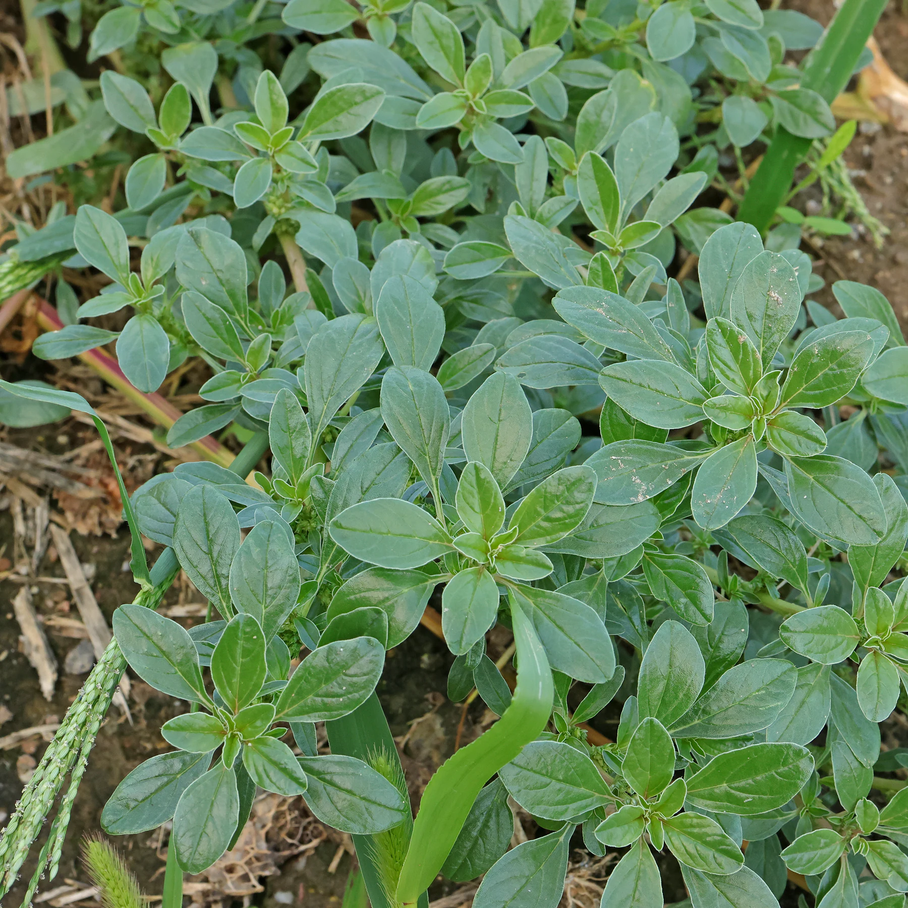Amaranthus blitoides feuilles vertes