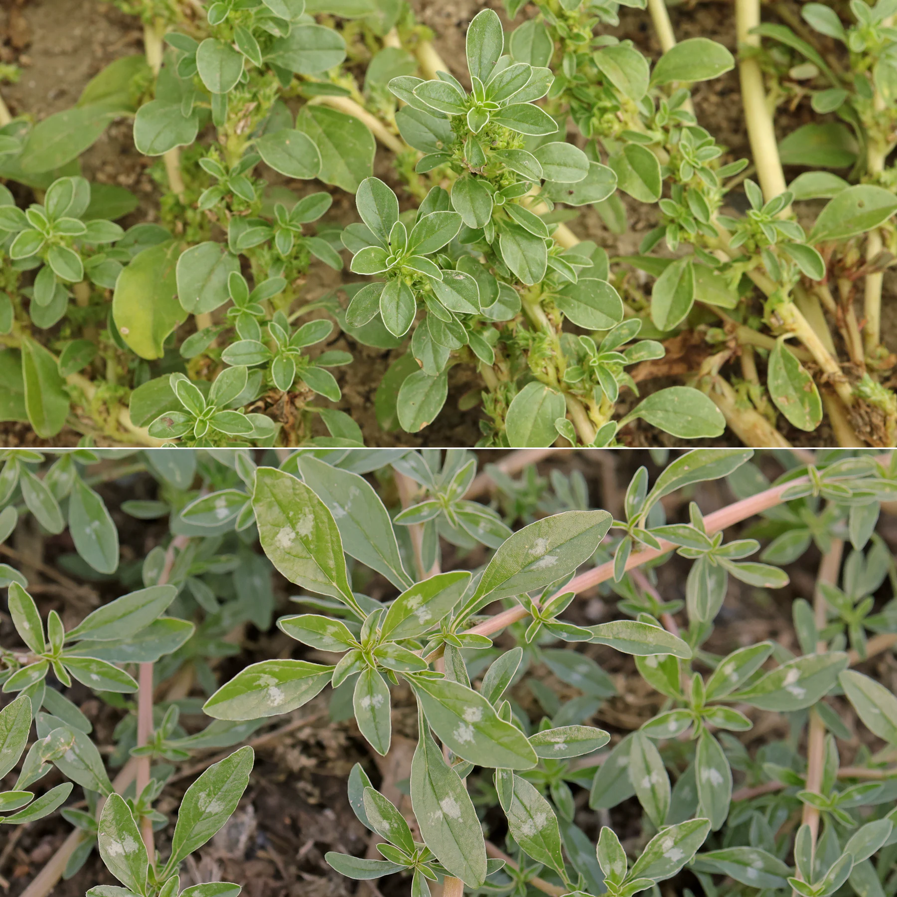 Amaranthus blitoides feuilles