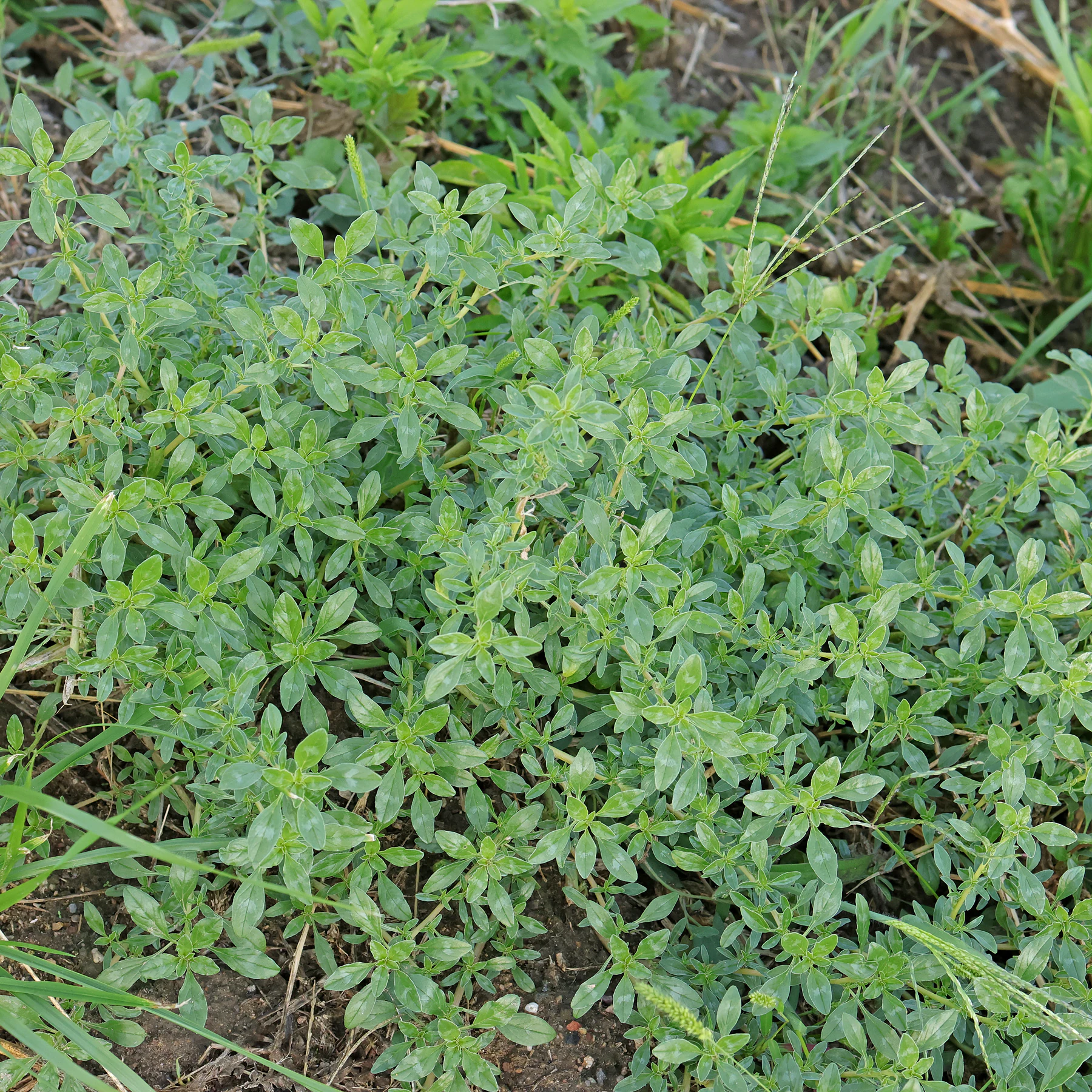 Amaranthus blitoides habitus ascendante