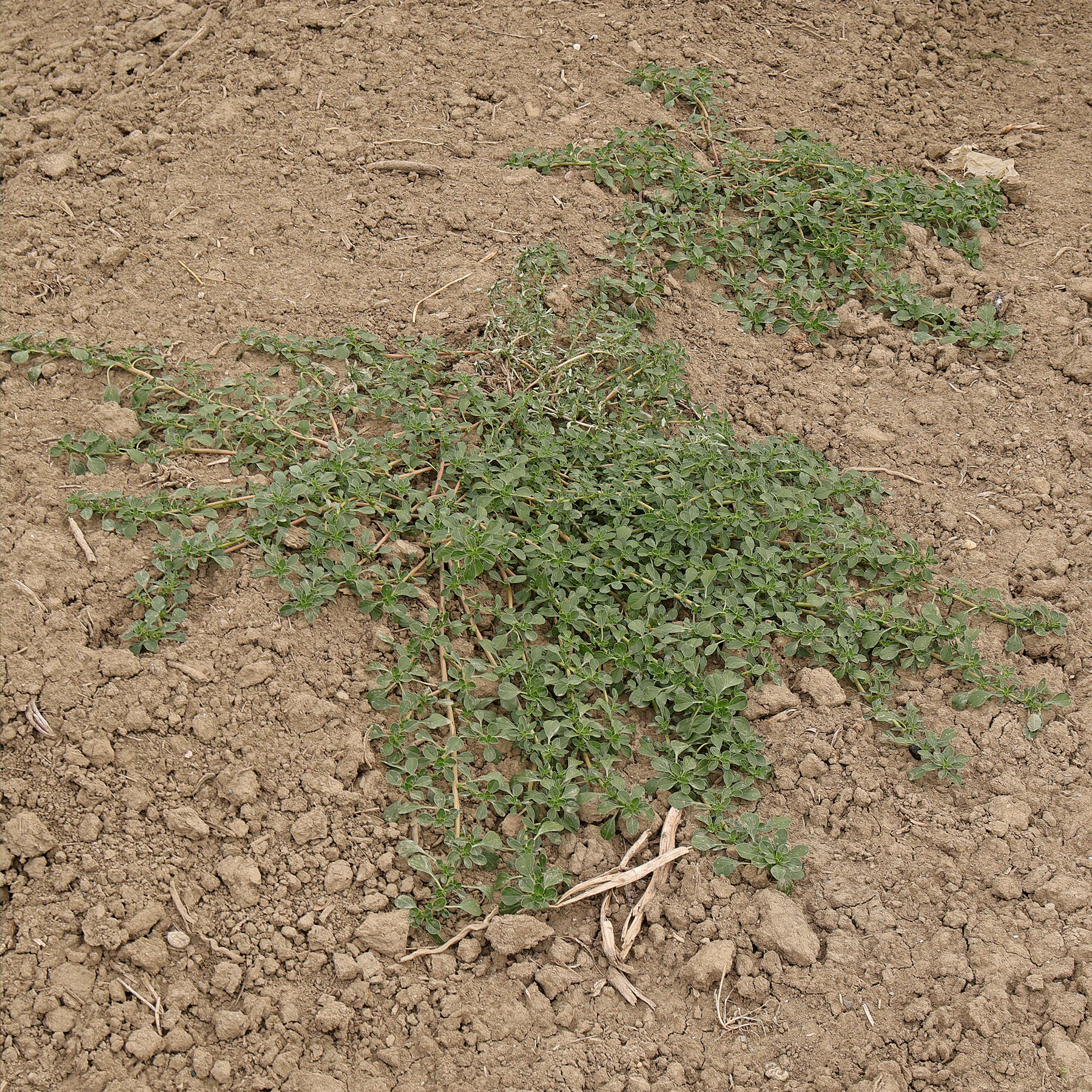 Amaranthus blitoides habitus plat