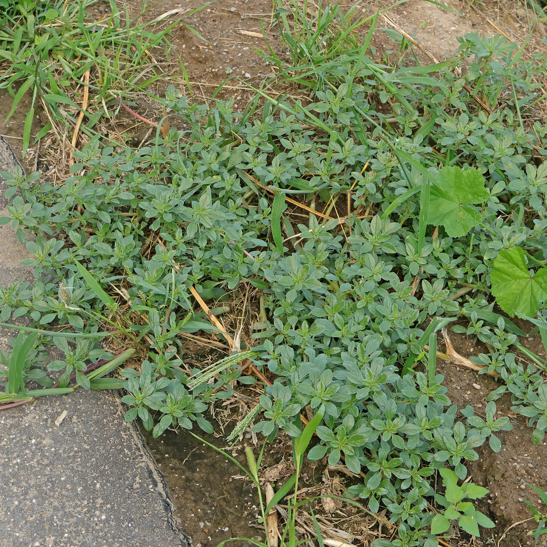 Amaranthus blitoides route