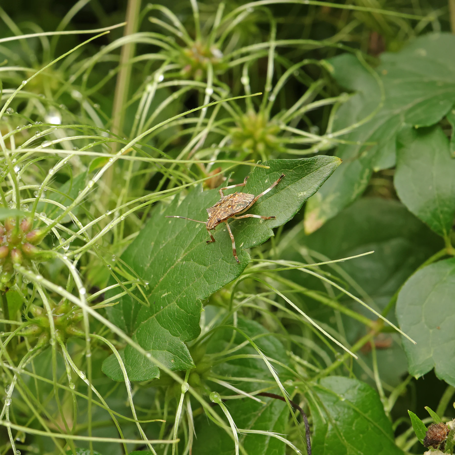 Clematis vitalba & Halyomorpha halys