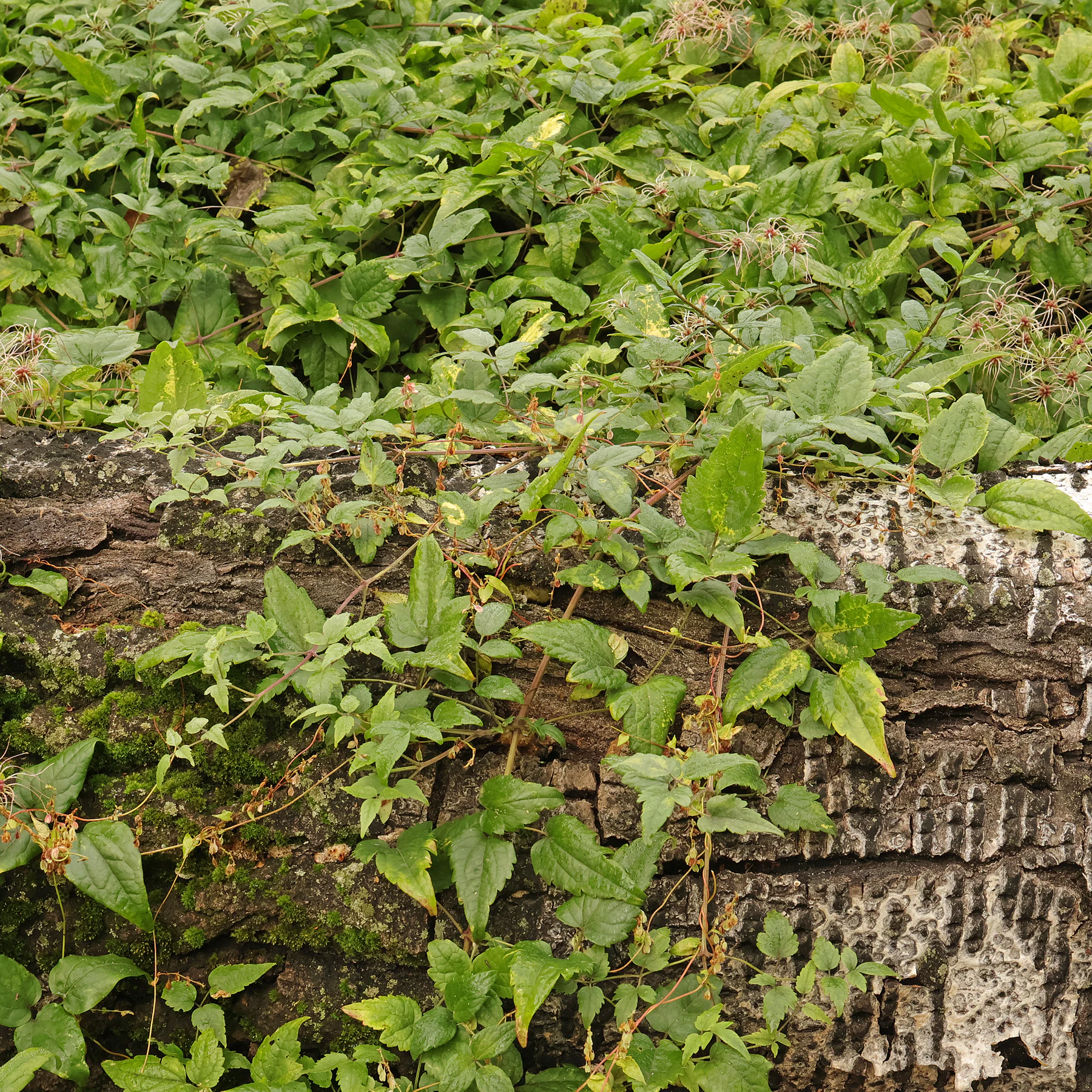Clematis vitalba bois mort