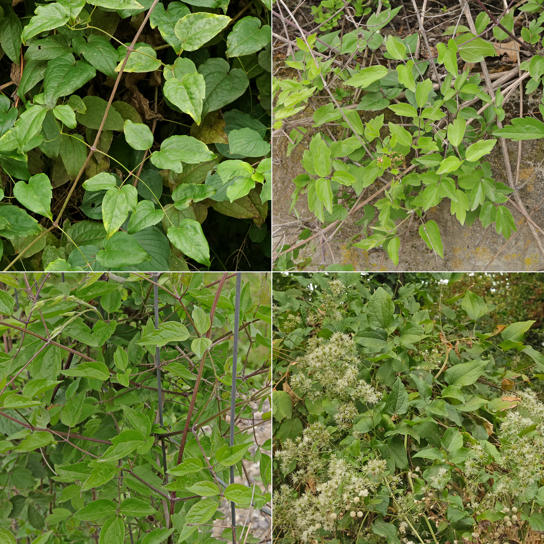 Clematis vitalba feuilles