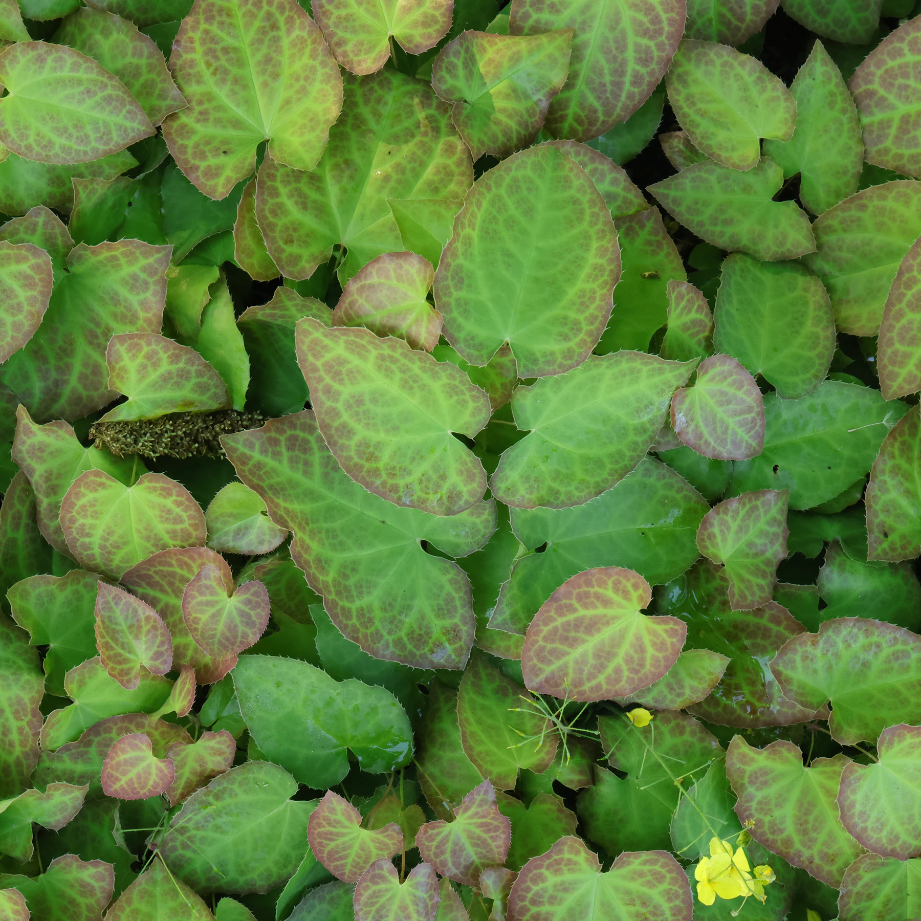 Epimedium pinnatum feuilles