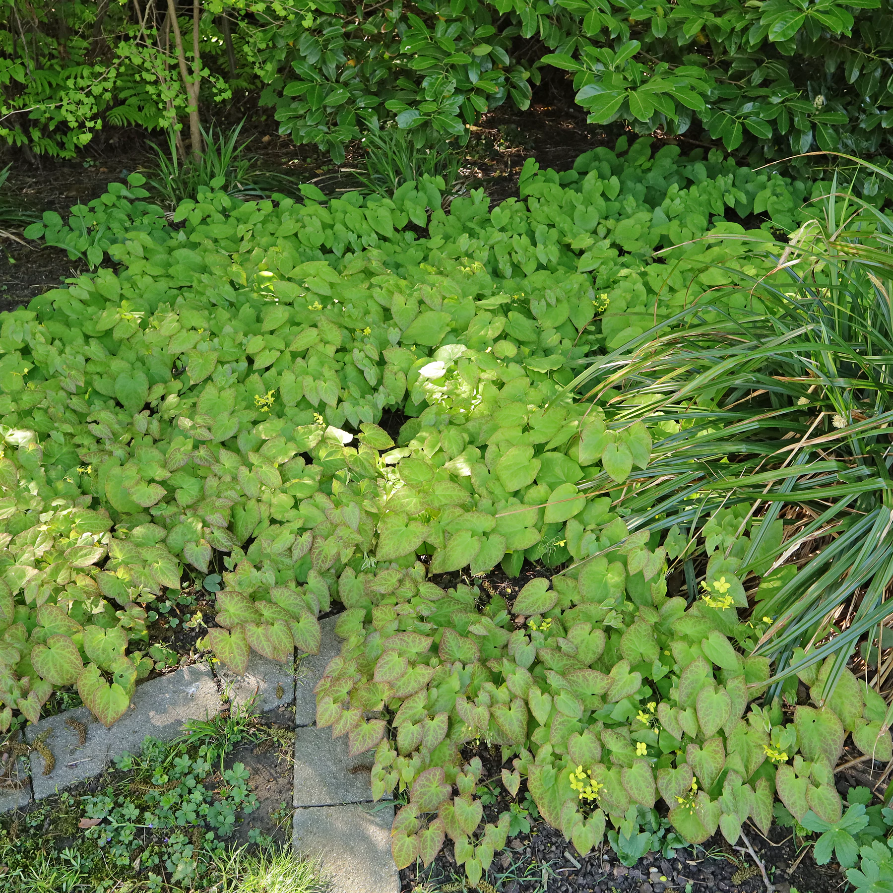 Epimedium pinnatum parc