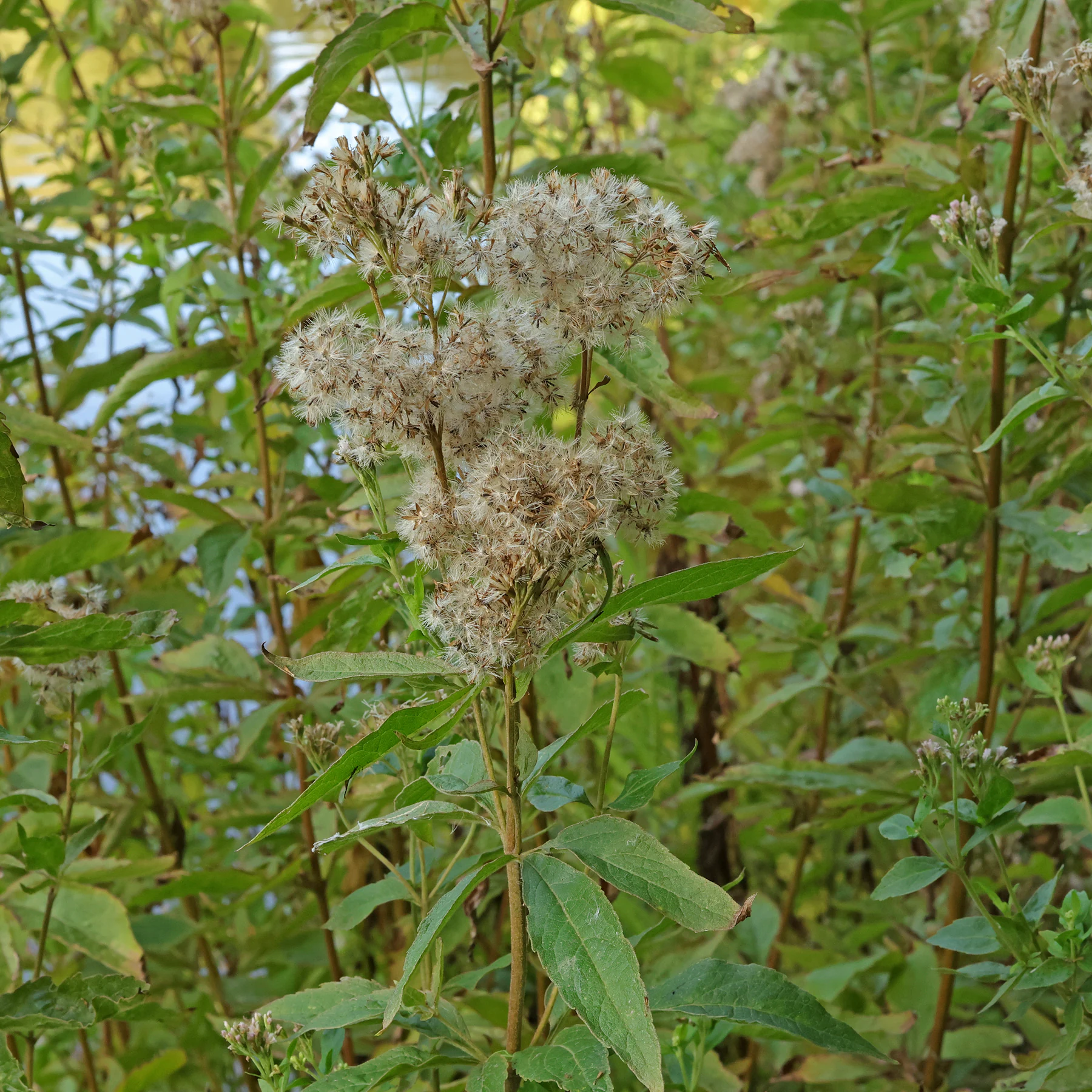 Eupatoire à feuilles de chanvre Eupatorium cannabinum