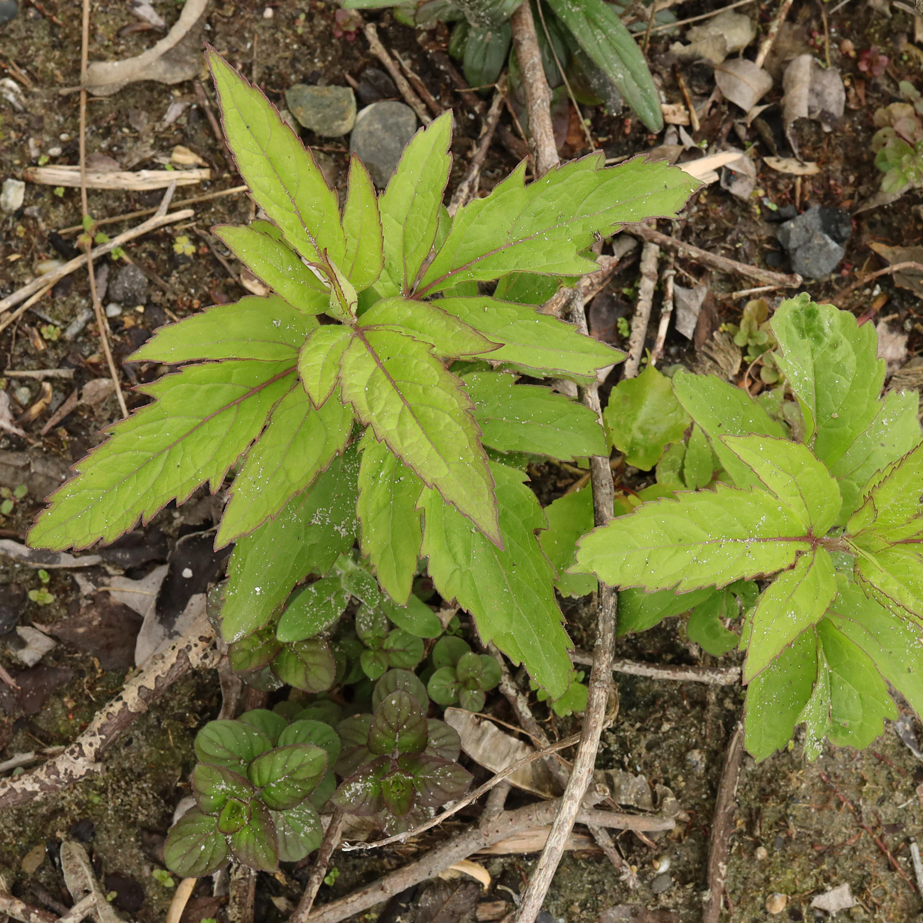 Eupatoire à feuilles de chanvre feuilles