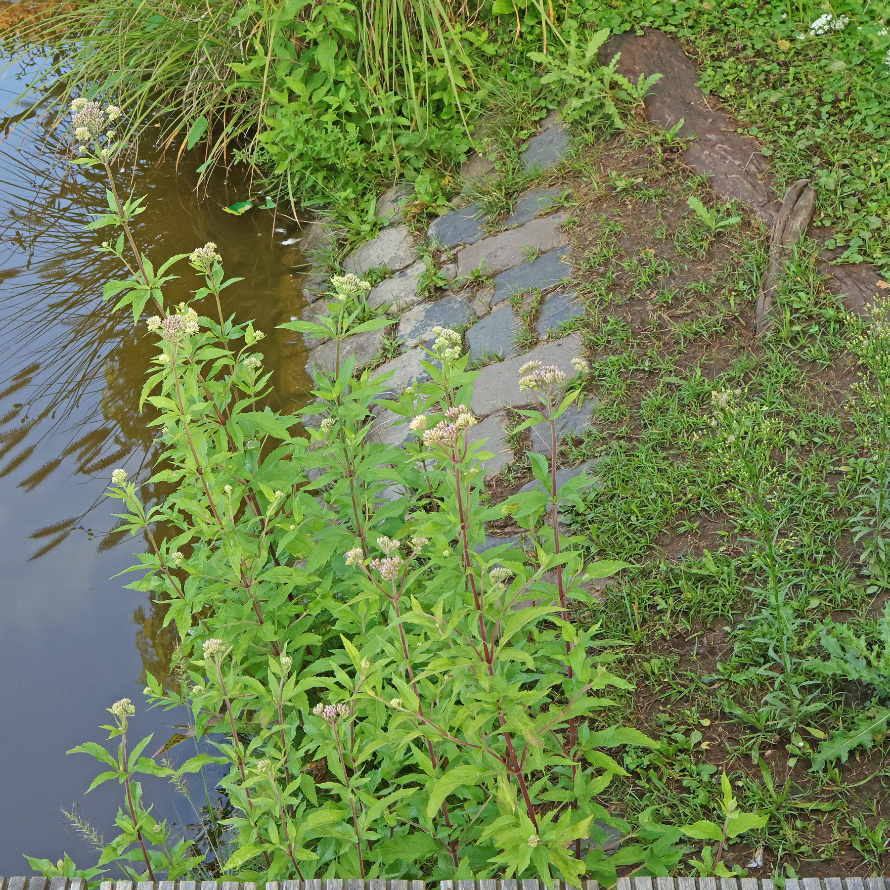 Eupatorium cannabinum etang