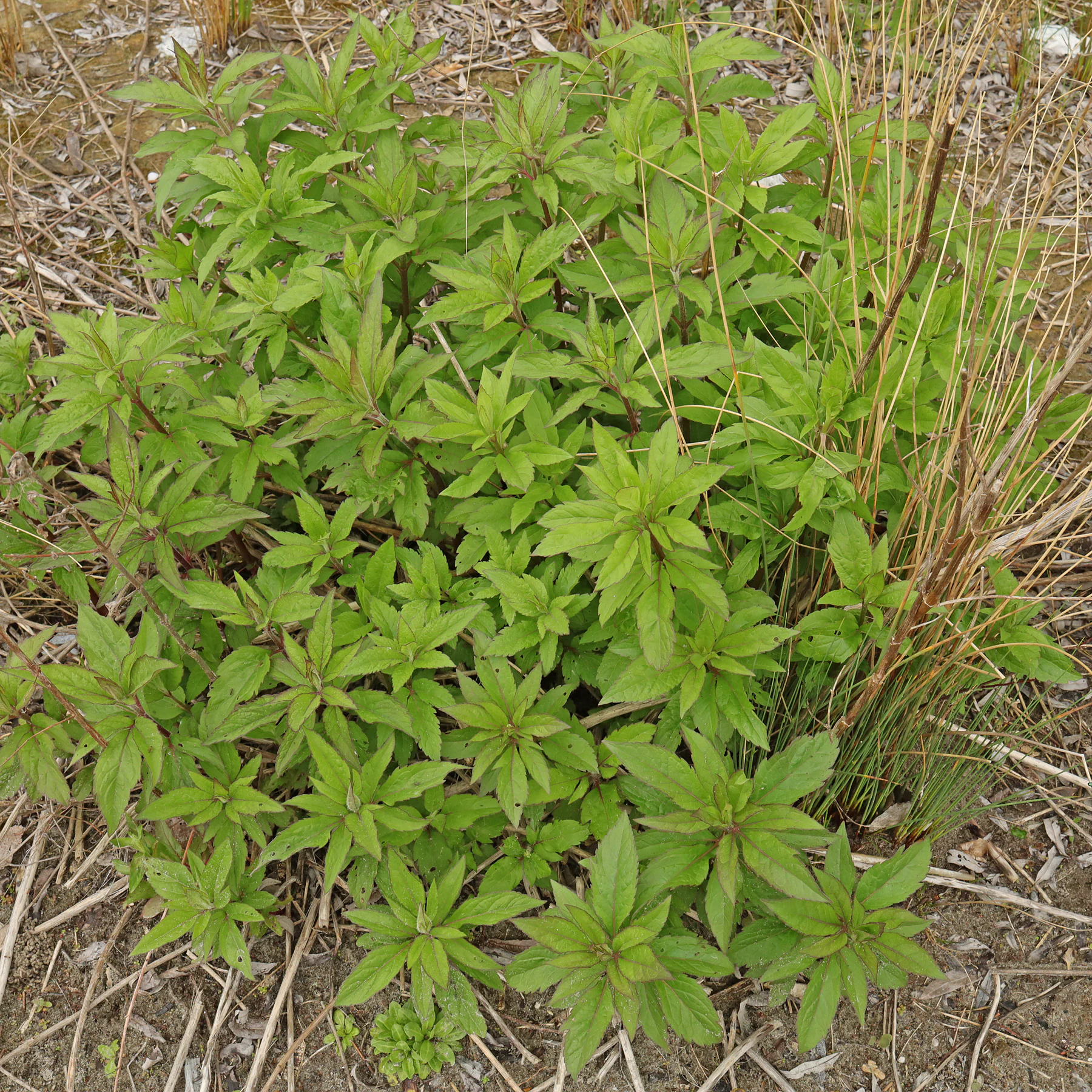Eupatorium cannabinum feuilles