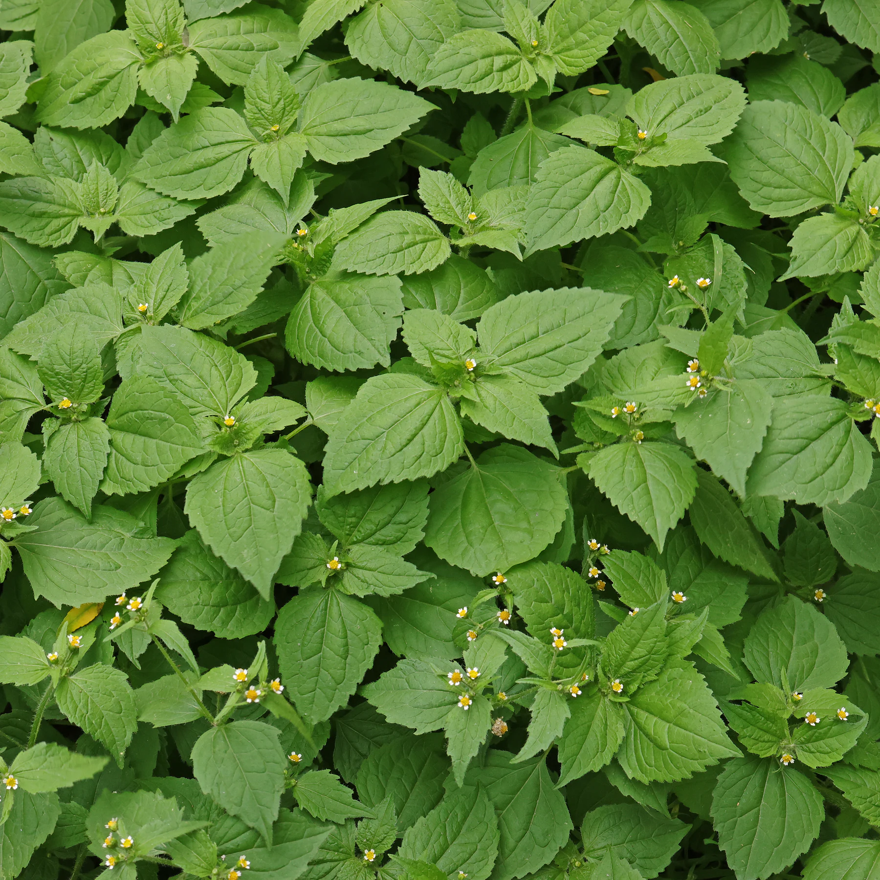 Galinsoga quadriradiata feuilles