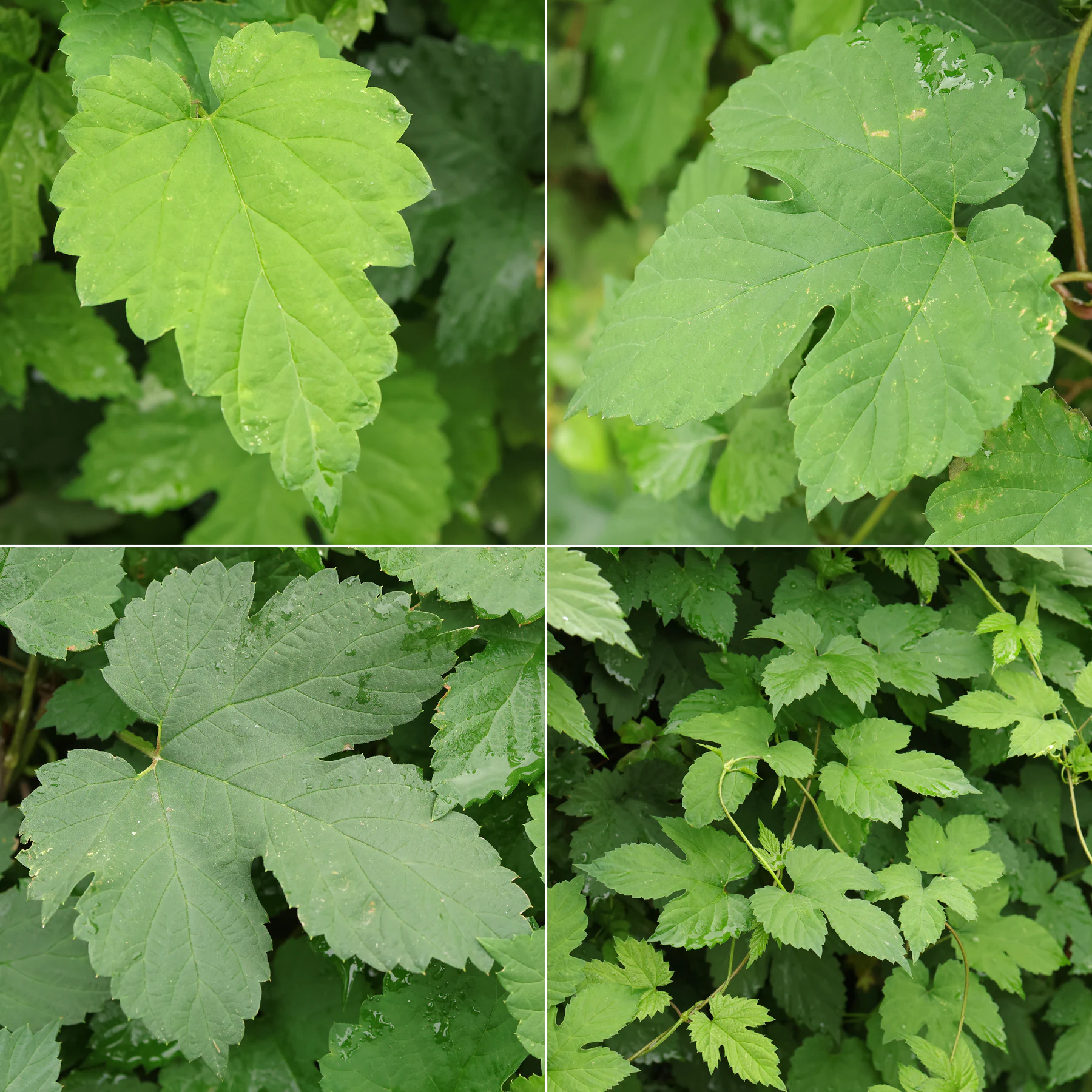 Humulus lupulus feuilles