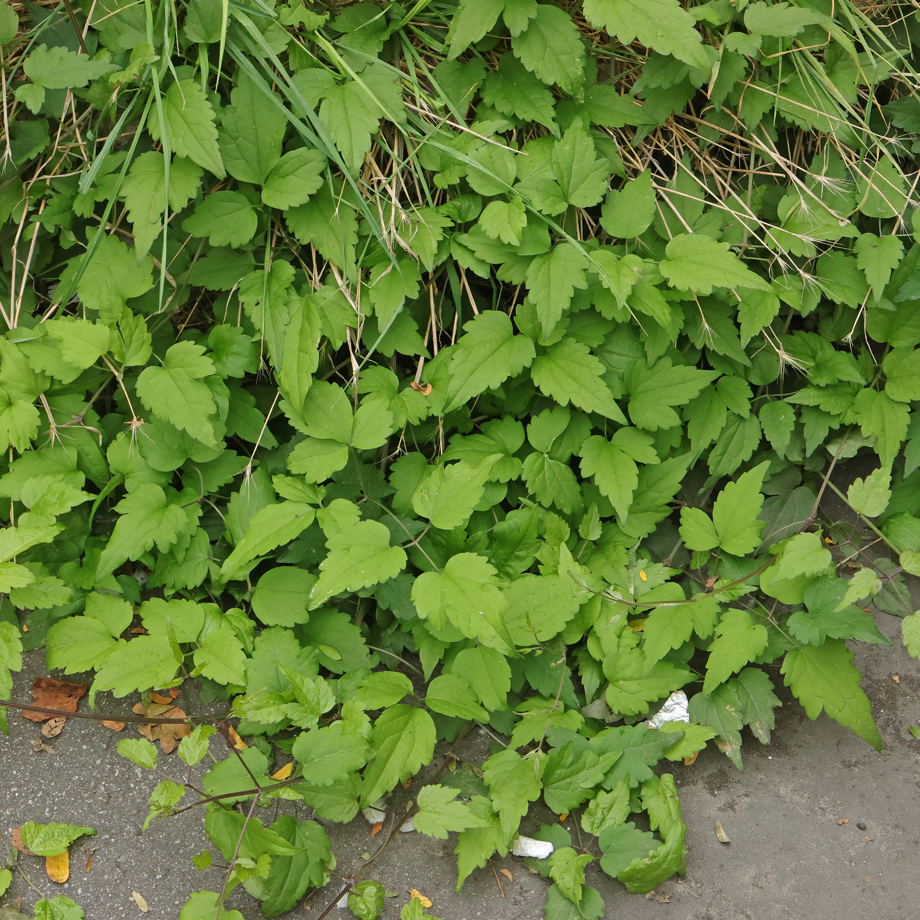 clématite des haies feuilles