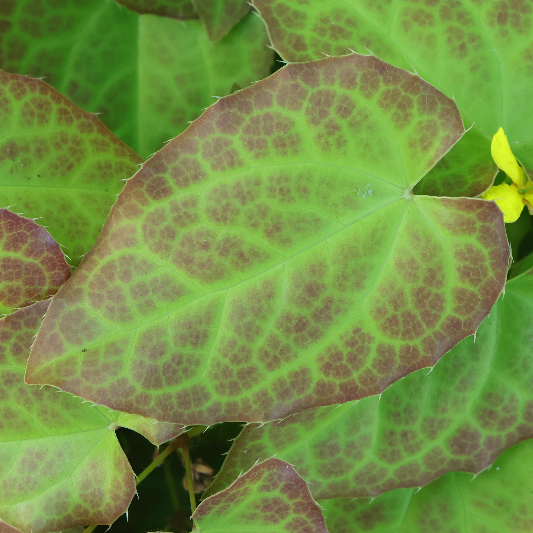 feuille Epimedium pinnatum