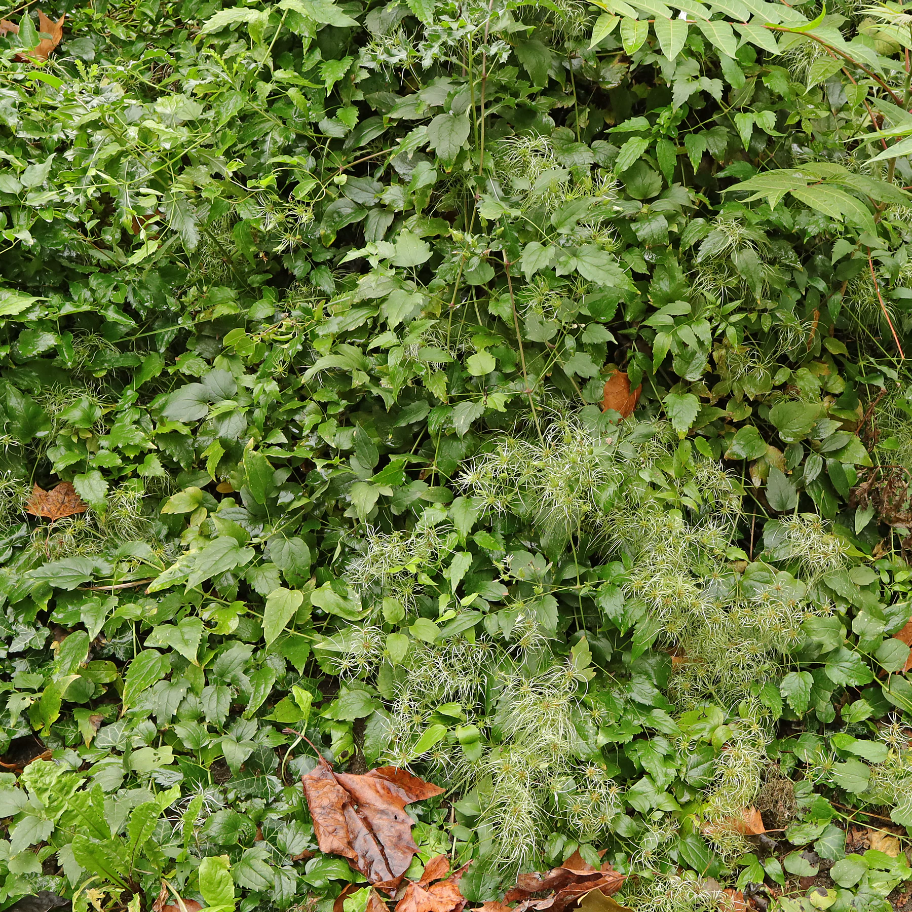 feuilles Clematis vitalba