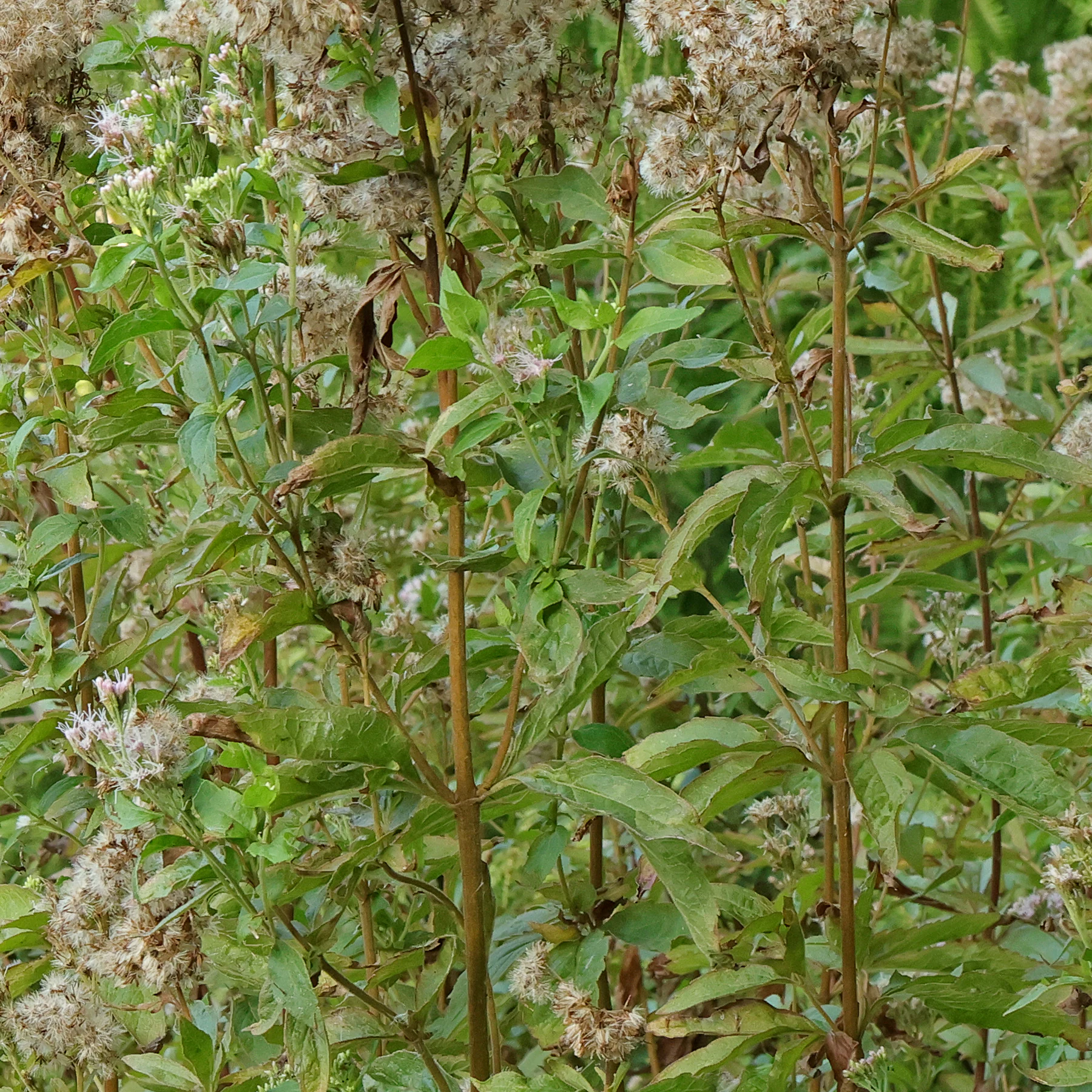 feuilles Eupatorium cannabinum