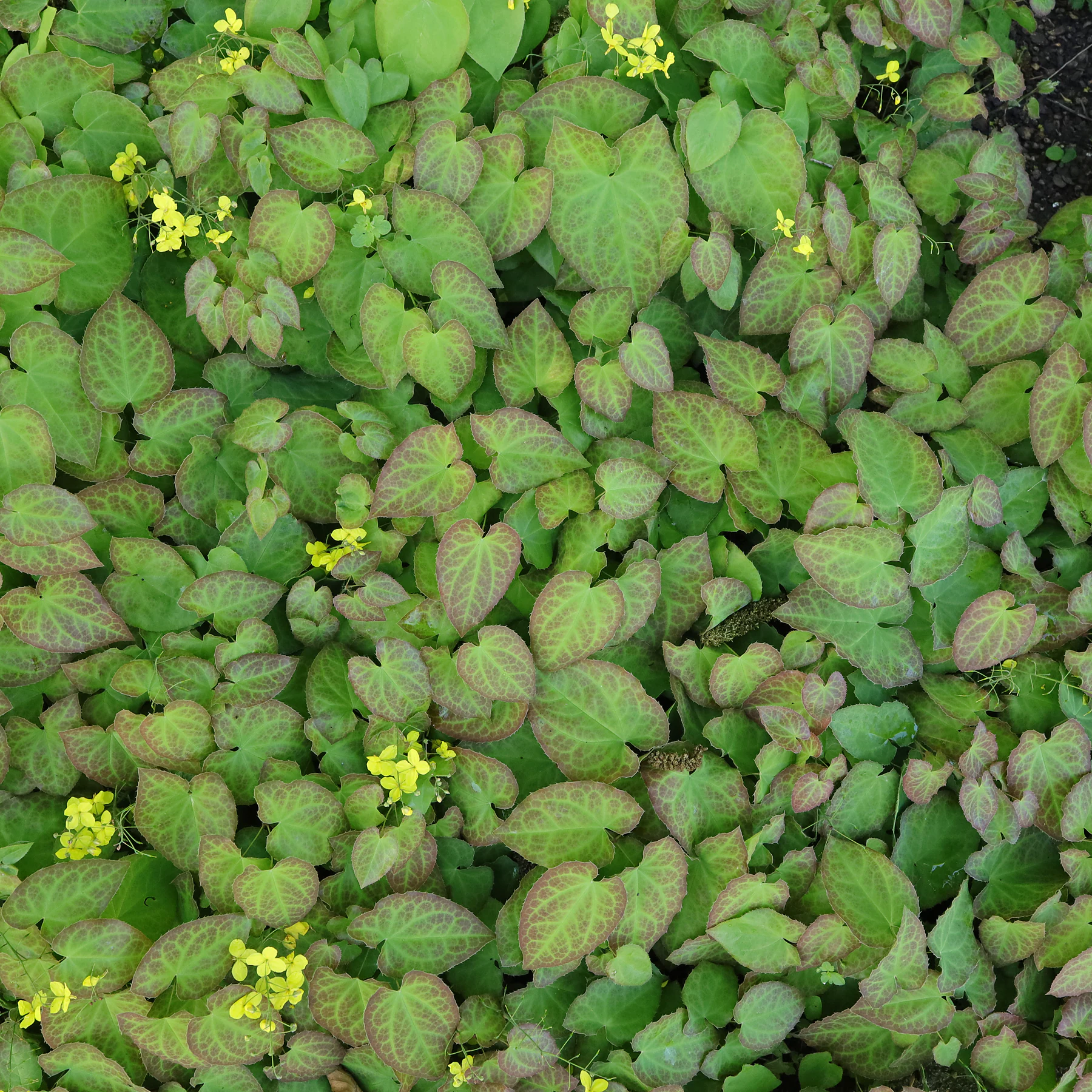 fleur des elfes Epimedium pinnatum