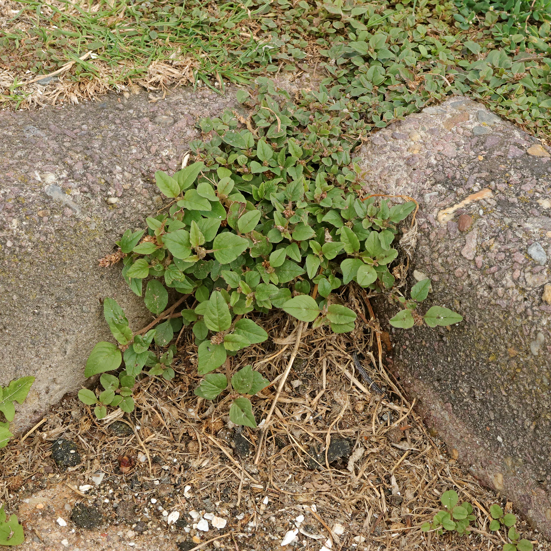Amaranthus deflexus bord route