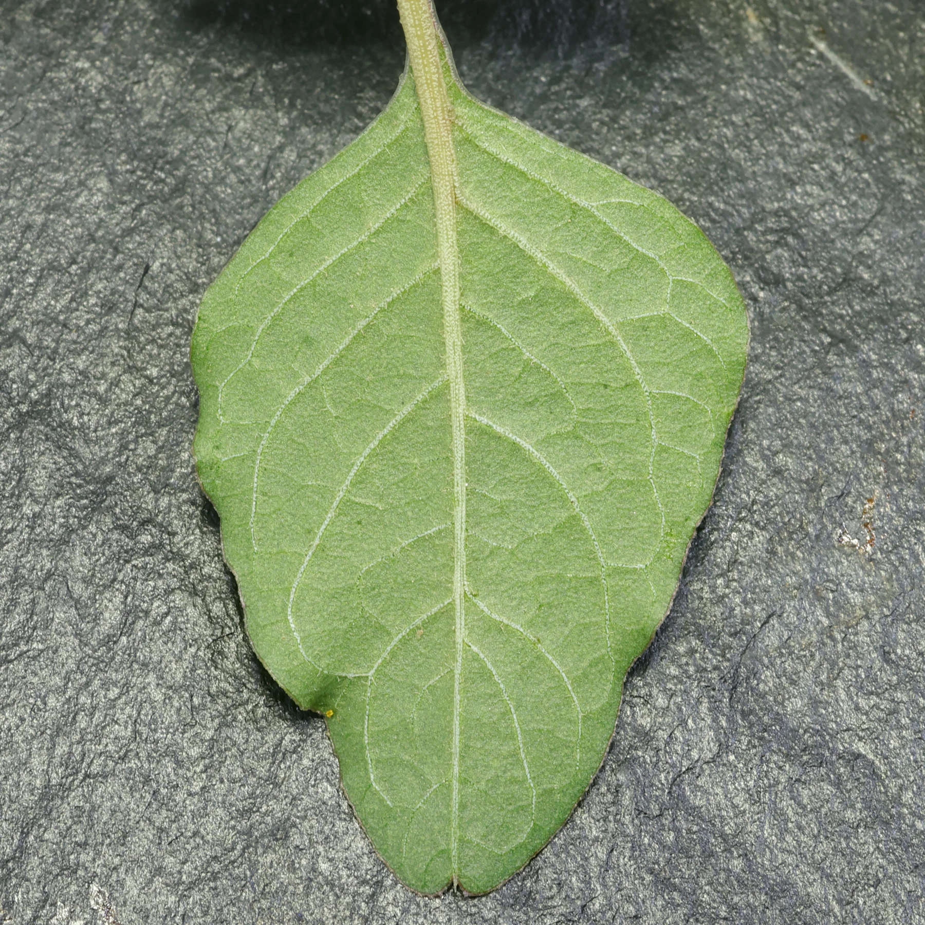 Amaranthus deflexus feuille rhomboïdale