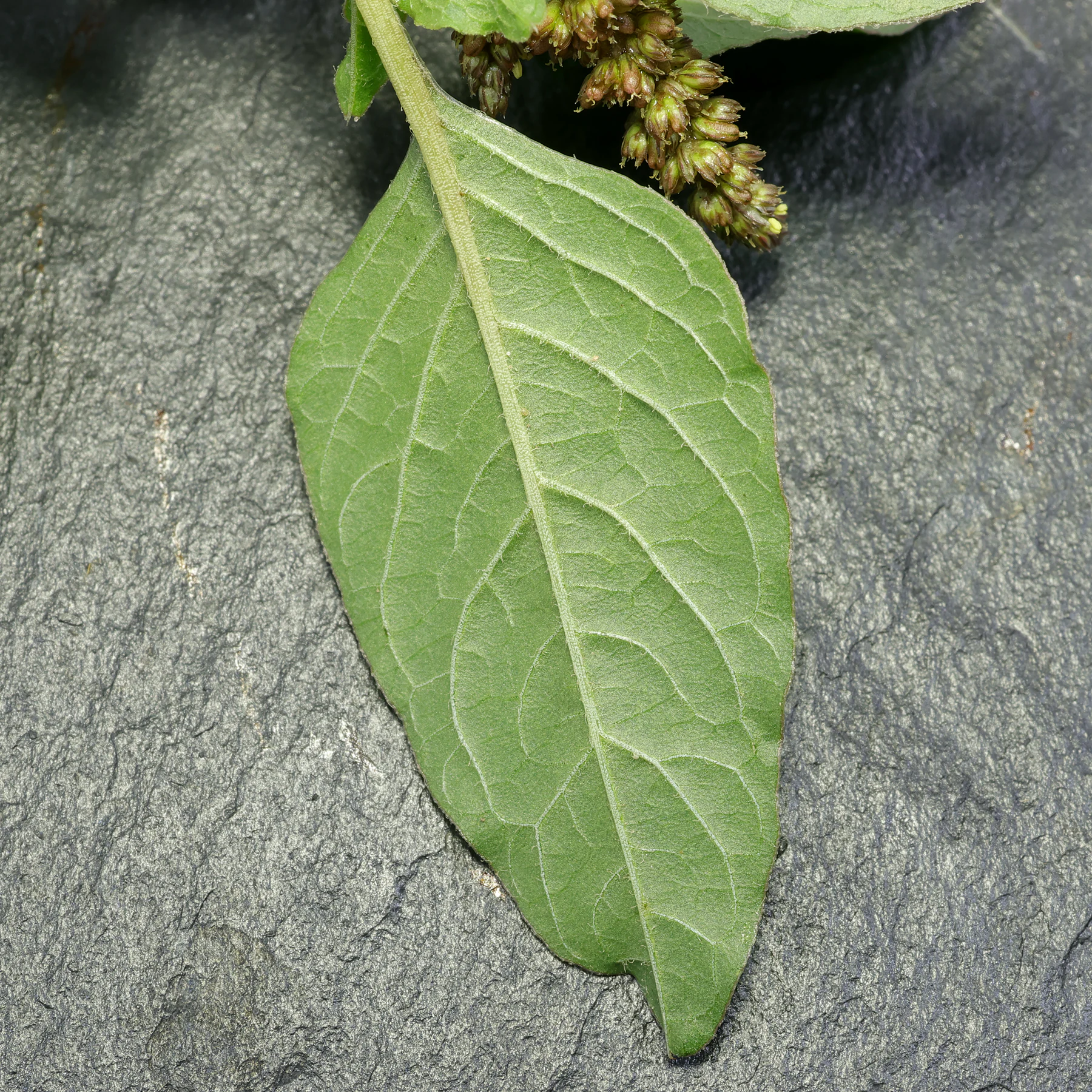 Amaranthus deflexus feuille