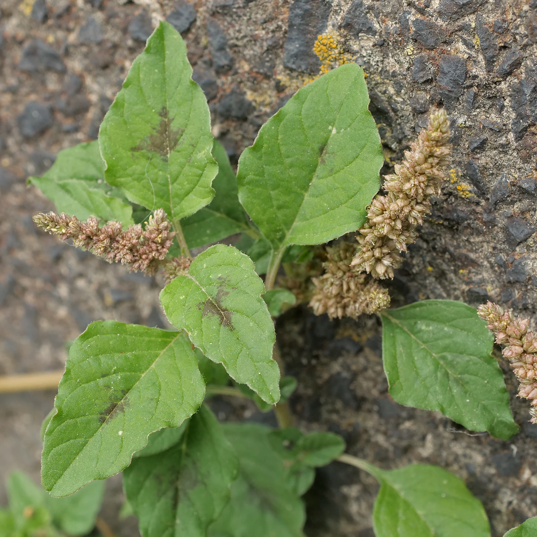 Amaranthus deflexus feuilles tachetées