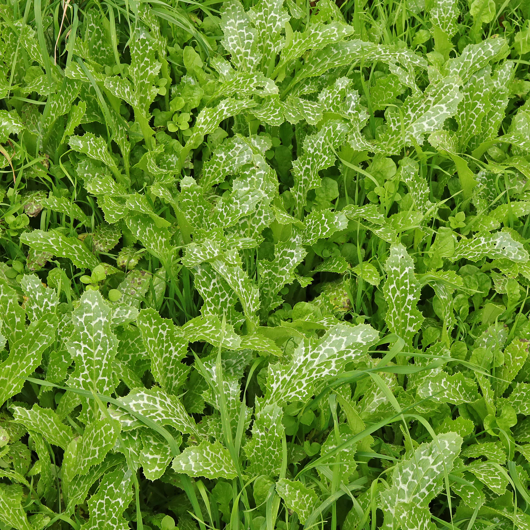 Chardon Marie feuilles basales des jeunes plants