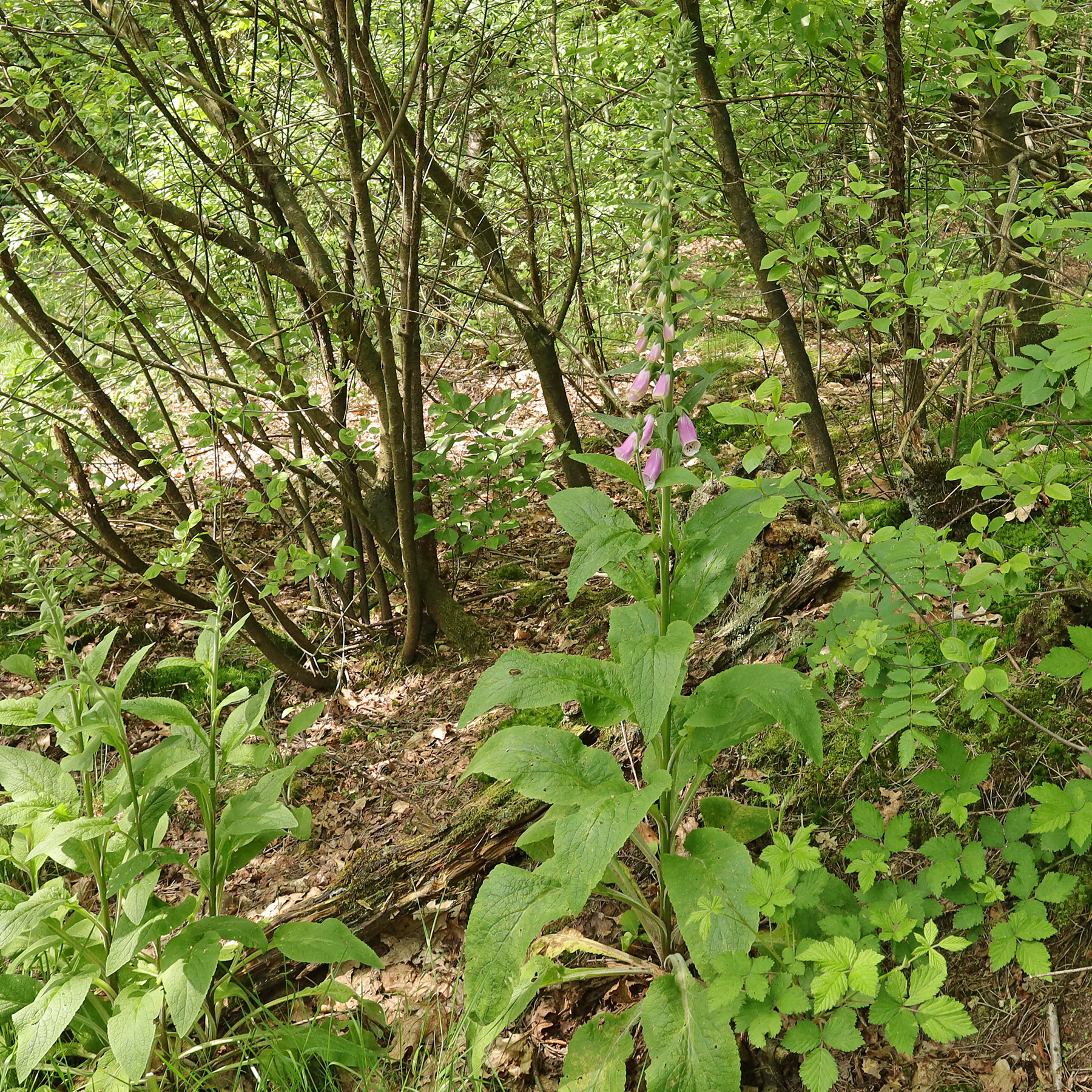 Digitale pourpre dans une forêt