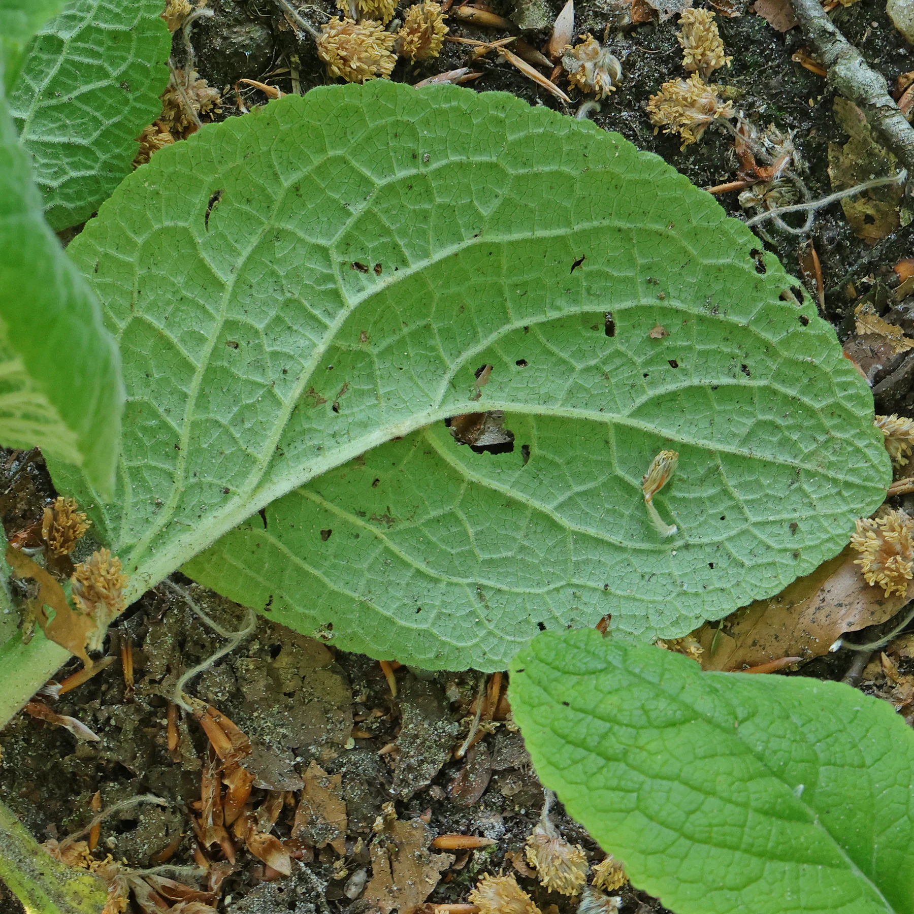 Digitalis purpurea feuille ovale