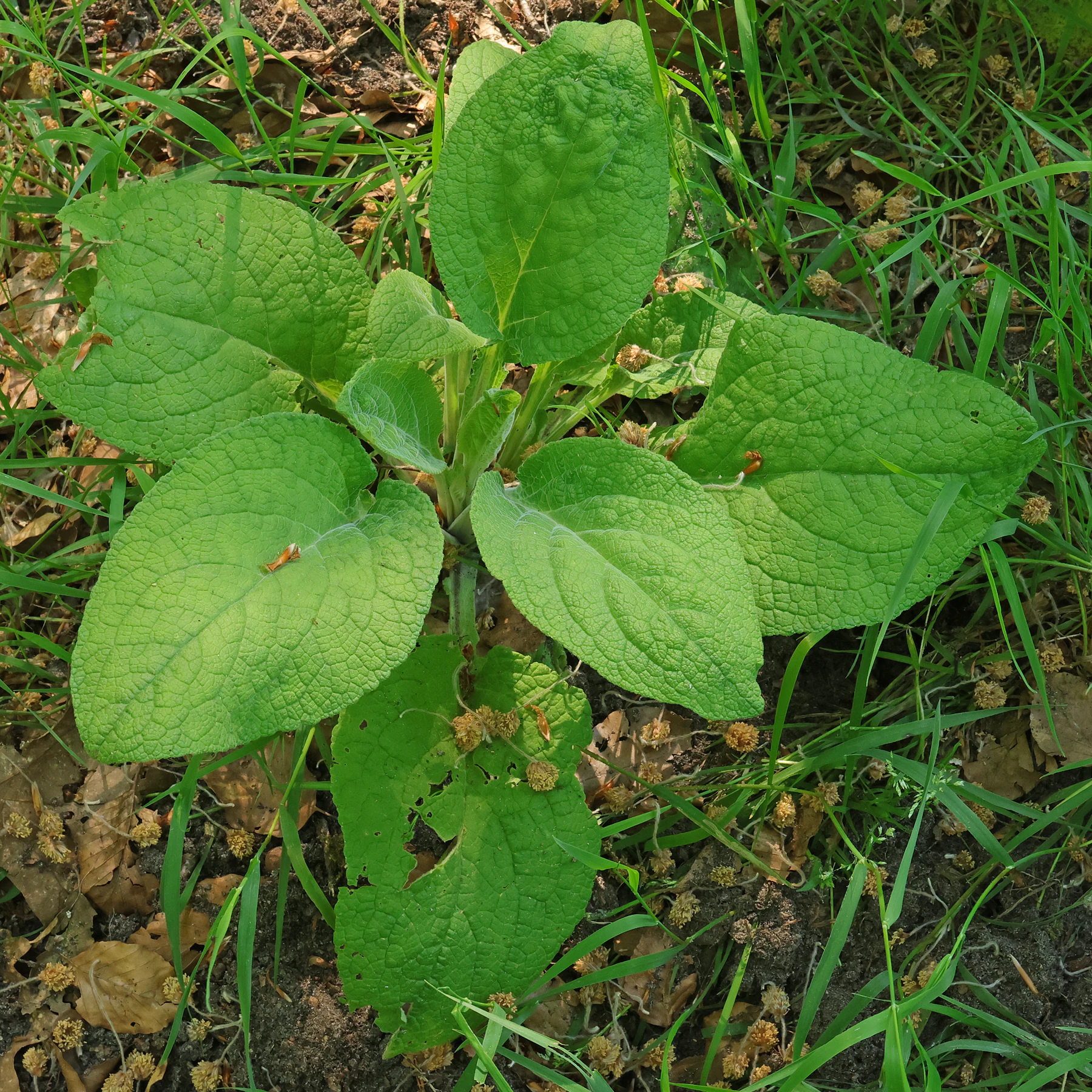 Digitalis purpurea feuilles basales