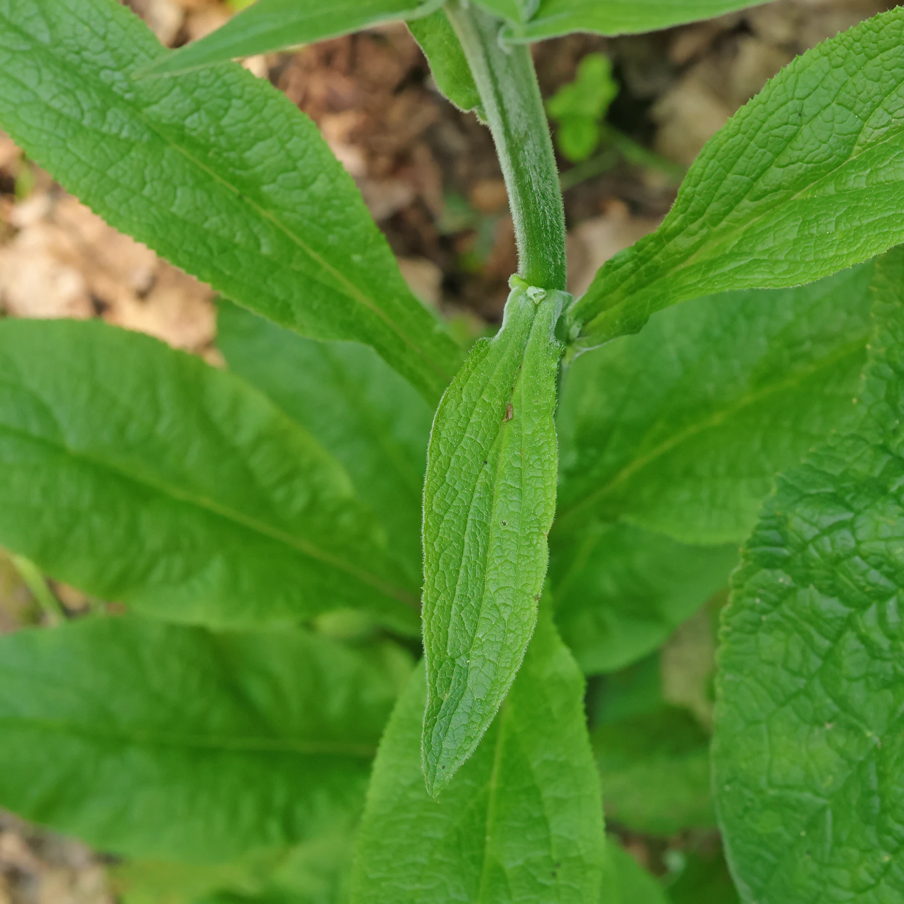 Digitalis purpurea feuilles supérieures