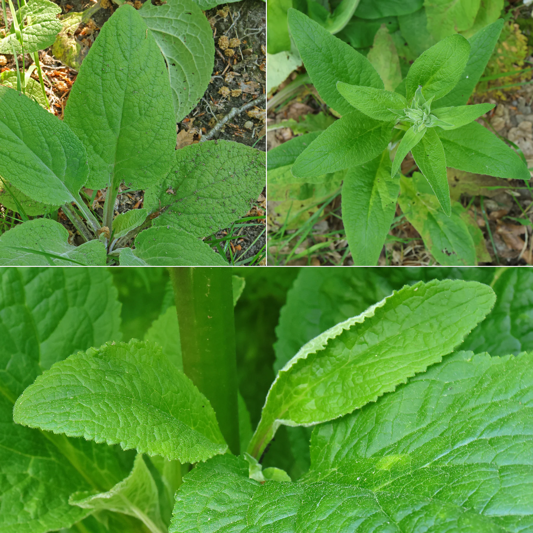 Digitalis purpurea feuilles