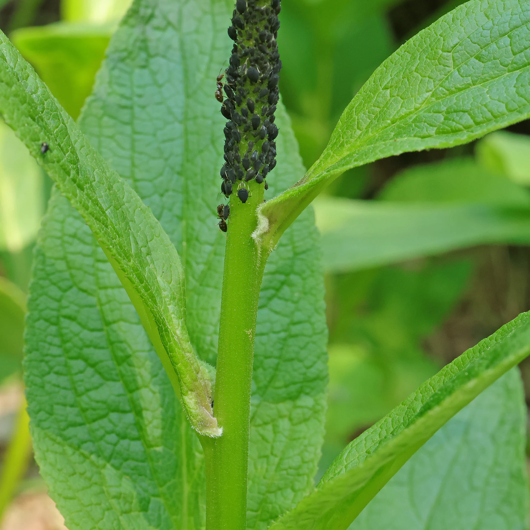 Digitalis purpurea pucerons