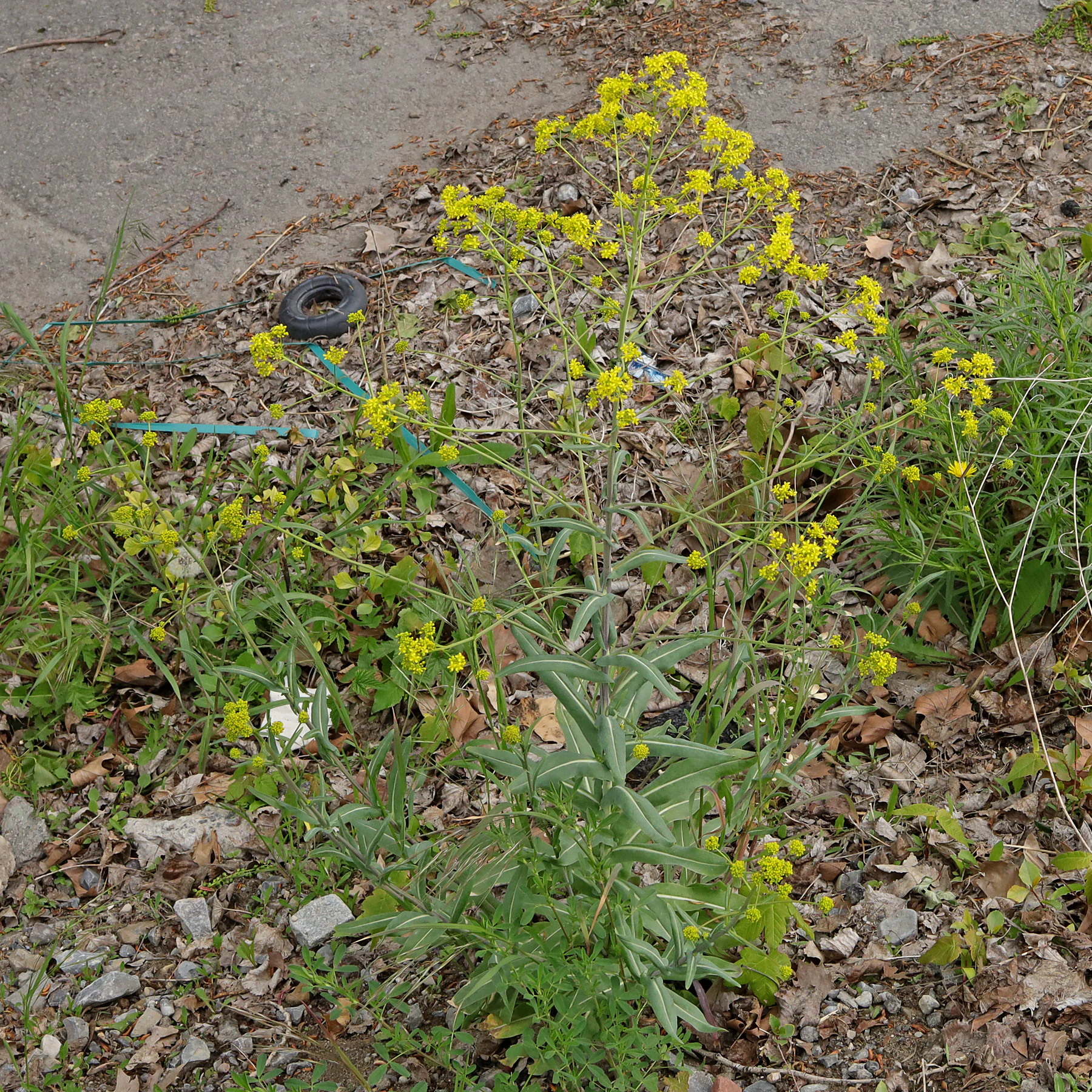 Isatis tinctoria bord route