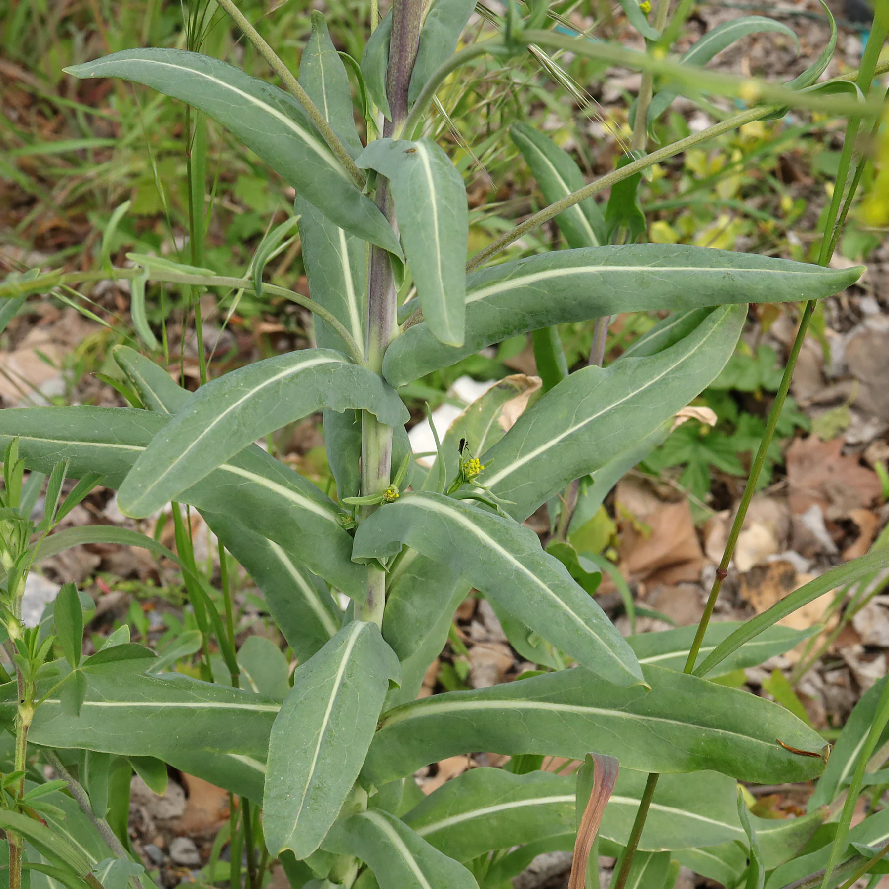 Isatis tinctoria feuilles supérieures