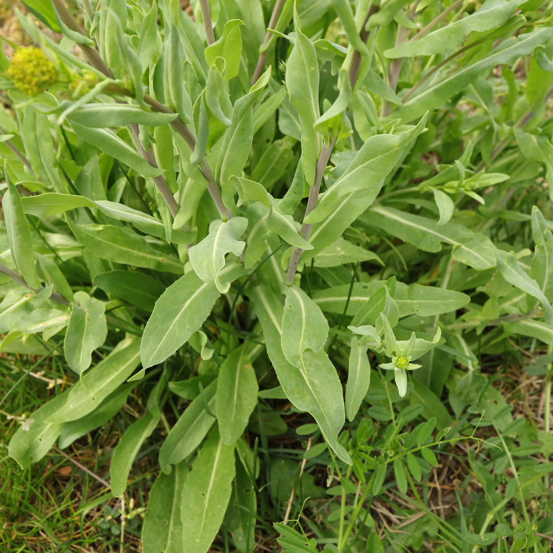 Isatis tinctoria feuilles